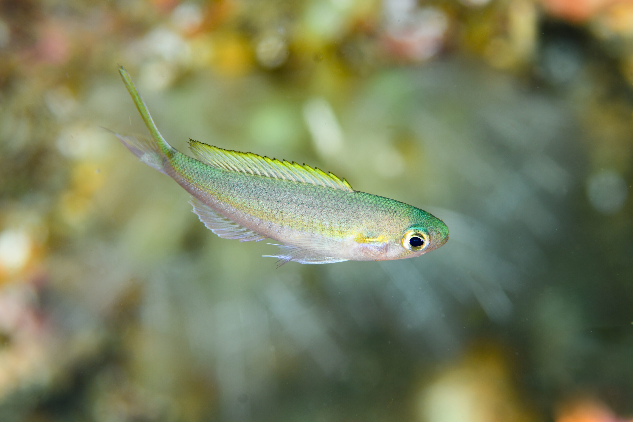 カワリハナダイの幼魚（Symphysanodon katayamai）