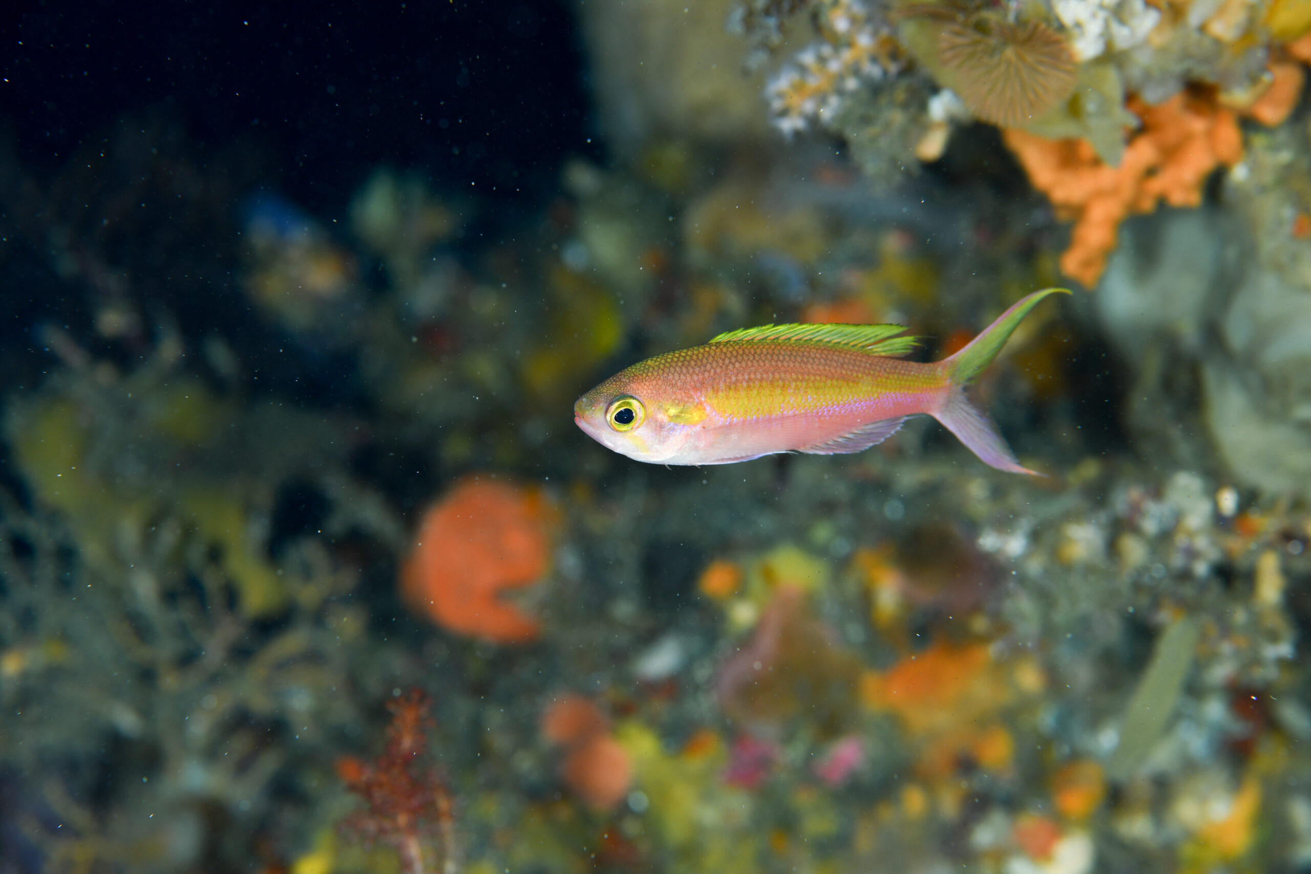 カワリハナダイ（Symphysanodon katayamai）