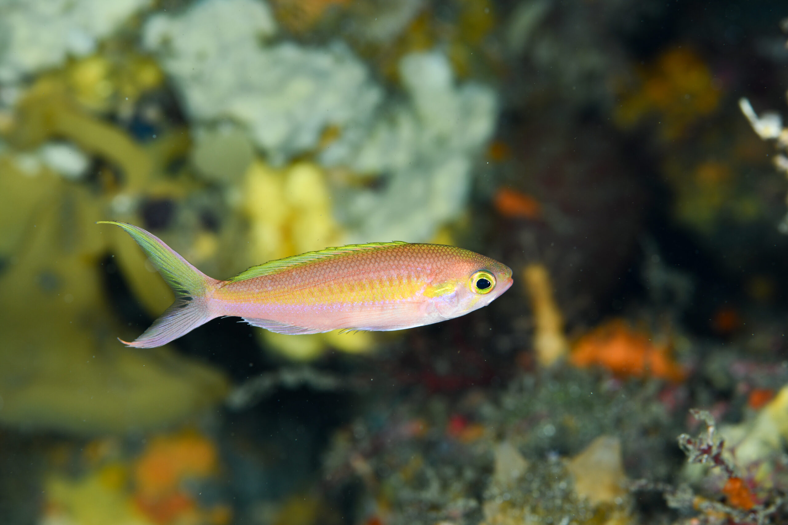 カワリハナダイ（Symphysanodon katayamai）