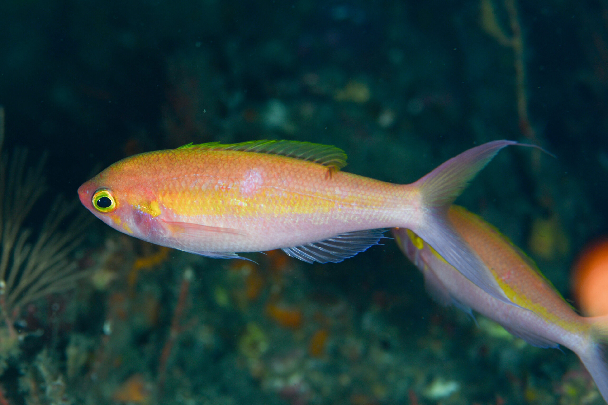 カワリハナダイ（Symphysanodon katayamai）