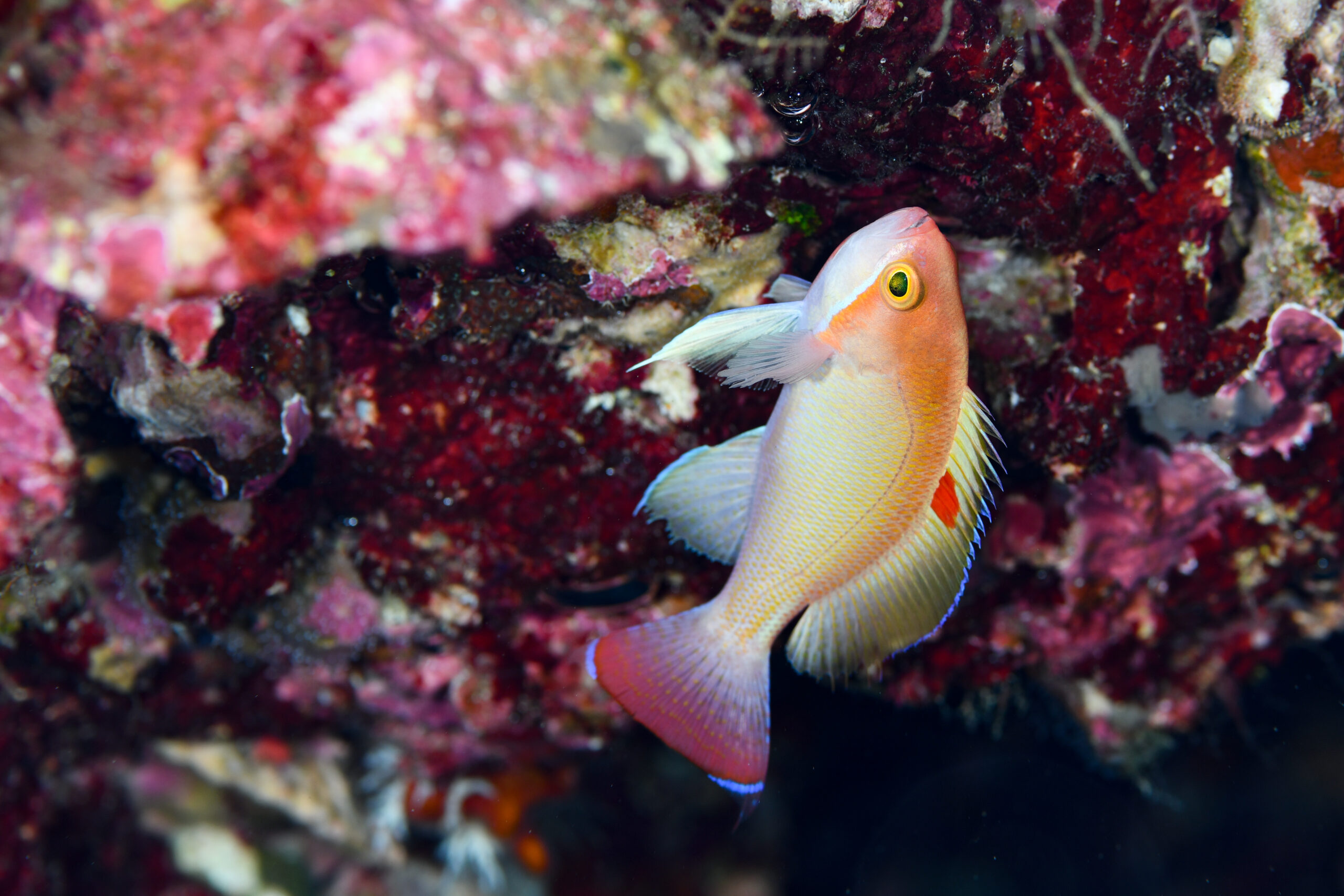 ケラマハナダイのオス（♂）（Pseudanthias hypselosoma）