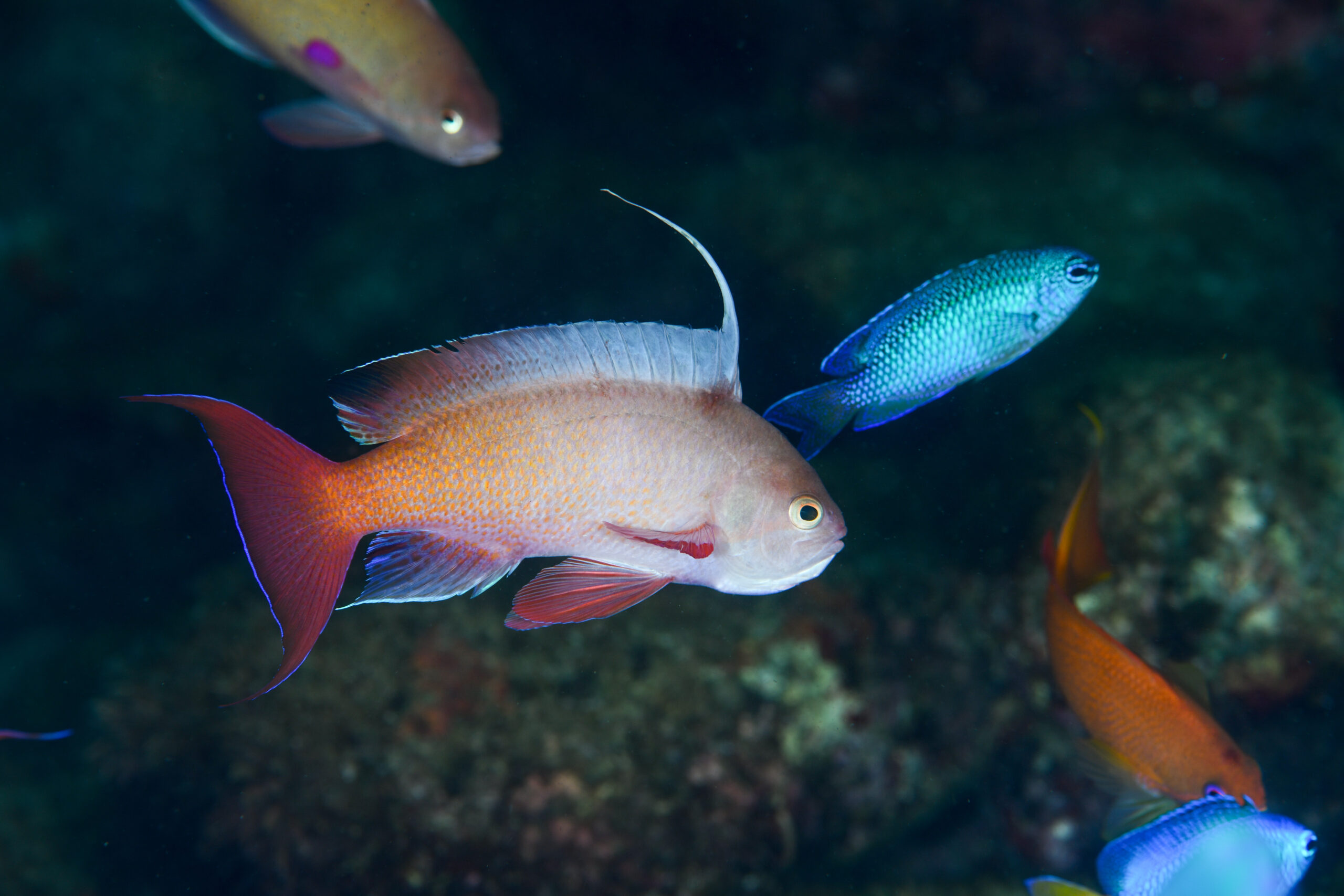 キンギョハナダイの婚姻色（Tosanoides flavofasciatus）