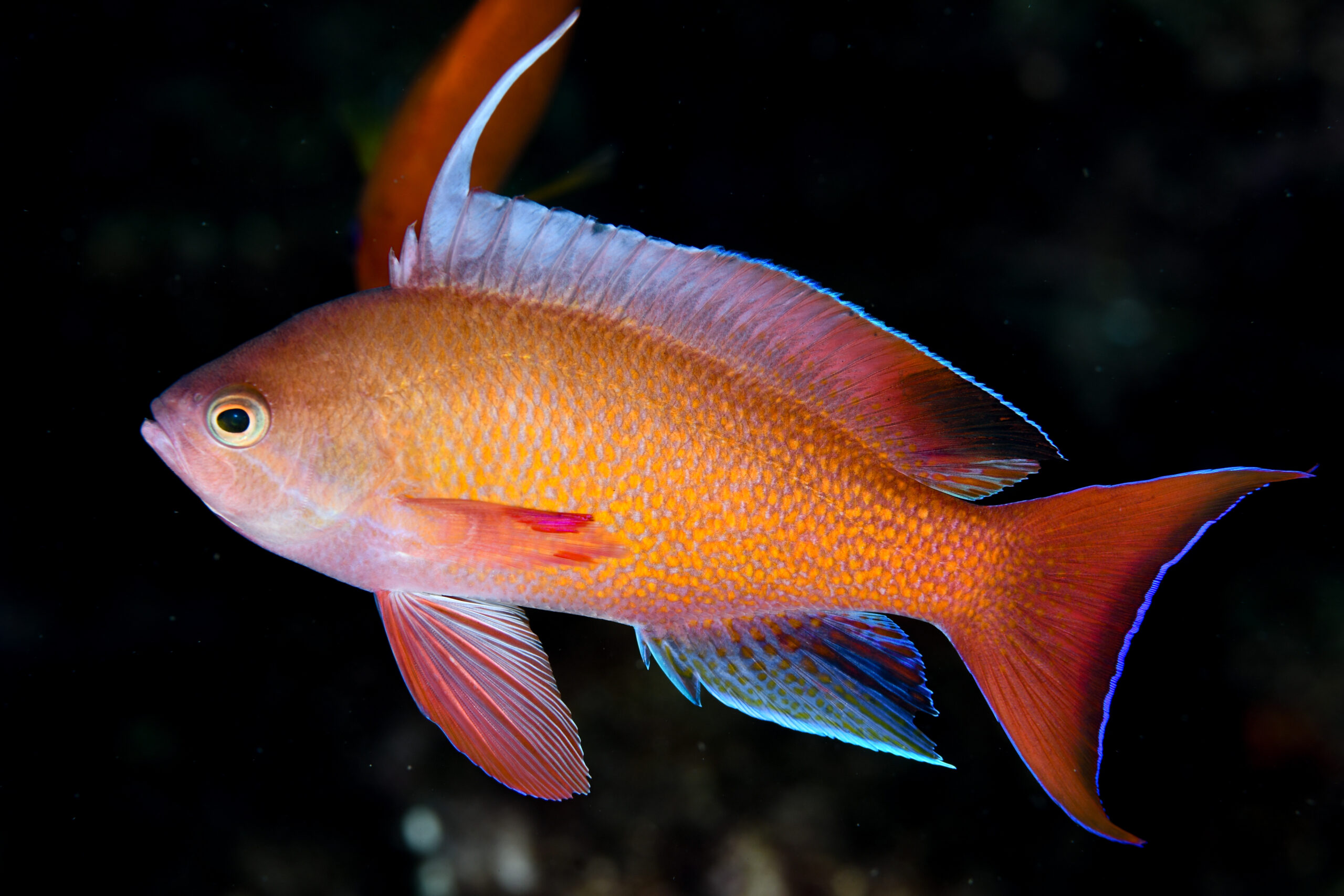 キンギョハナダイのオス（♂）（Pseudanthias squamipinnis）