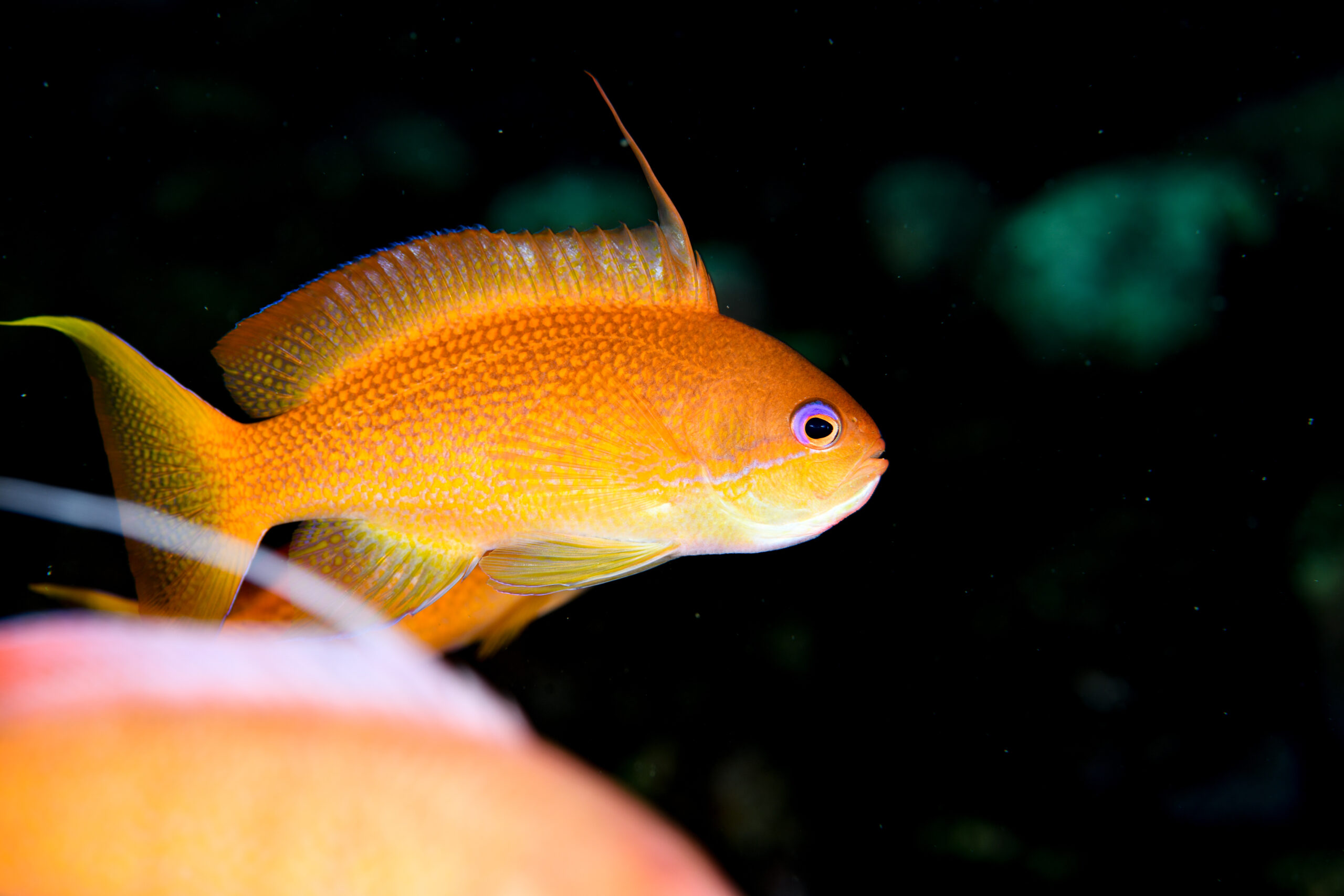 キンギョハナダイのオス（♂）（Pseudanthias squamipinnis）