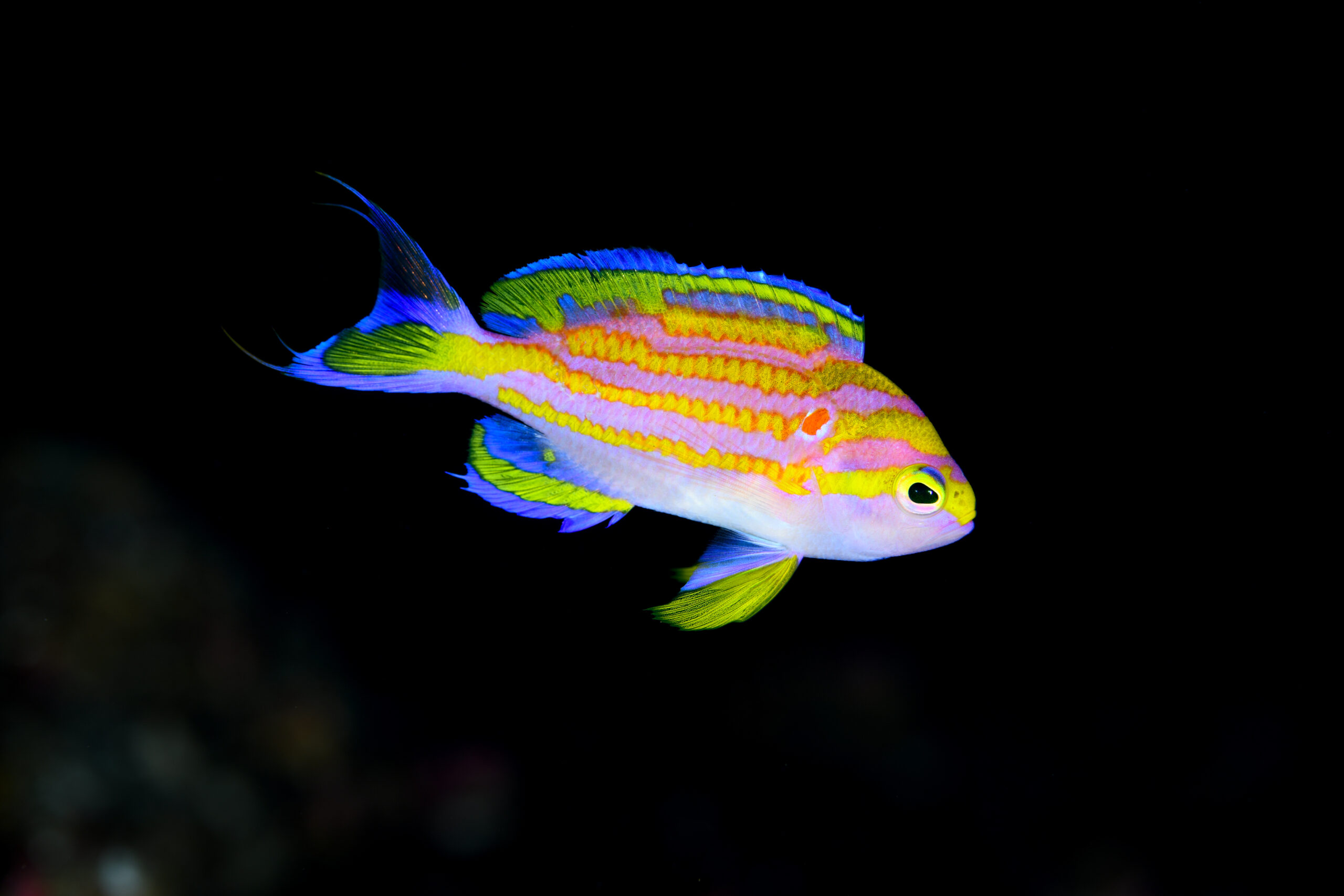 キシマハナダイのオス(♂)(Tosanoides flavofasciatus)