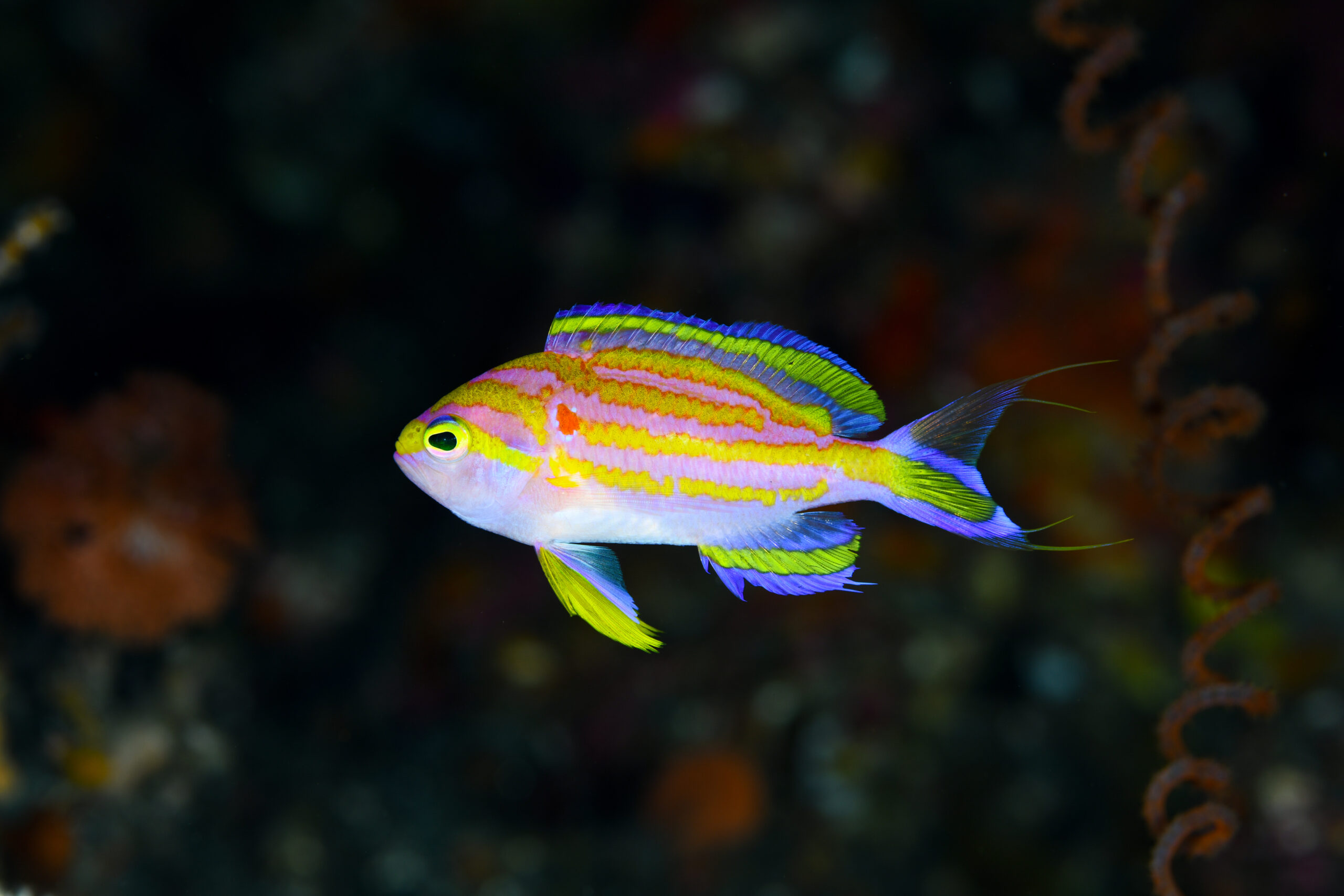 キシマハナダイ(Tosanoides flavofasciatus)