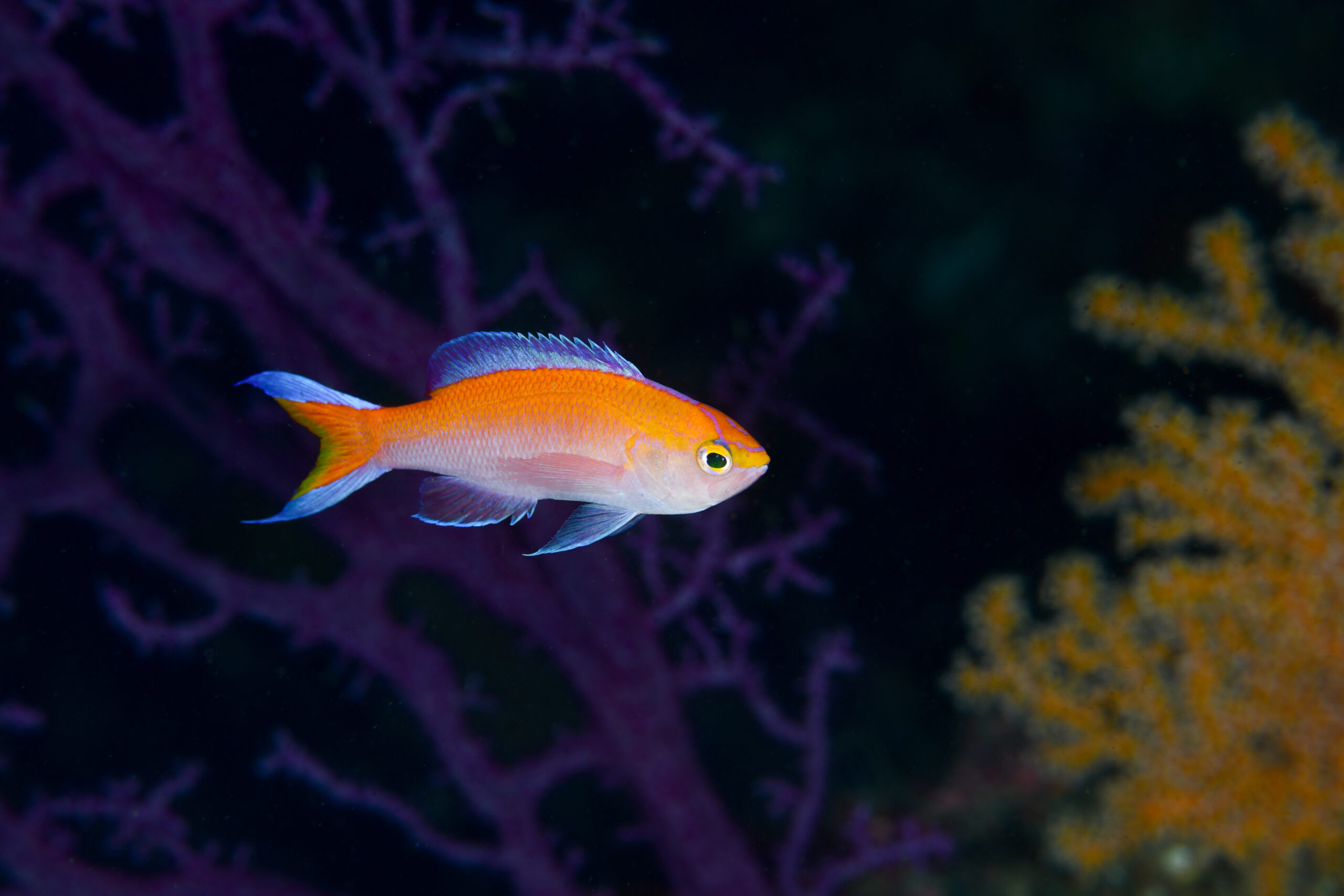 コウリンハナダイのオス（♂）（Pyronotanthias parvirostris）