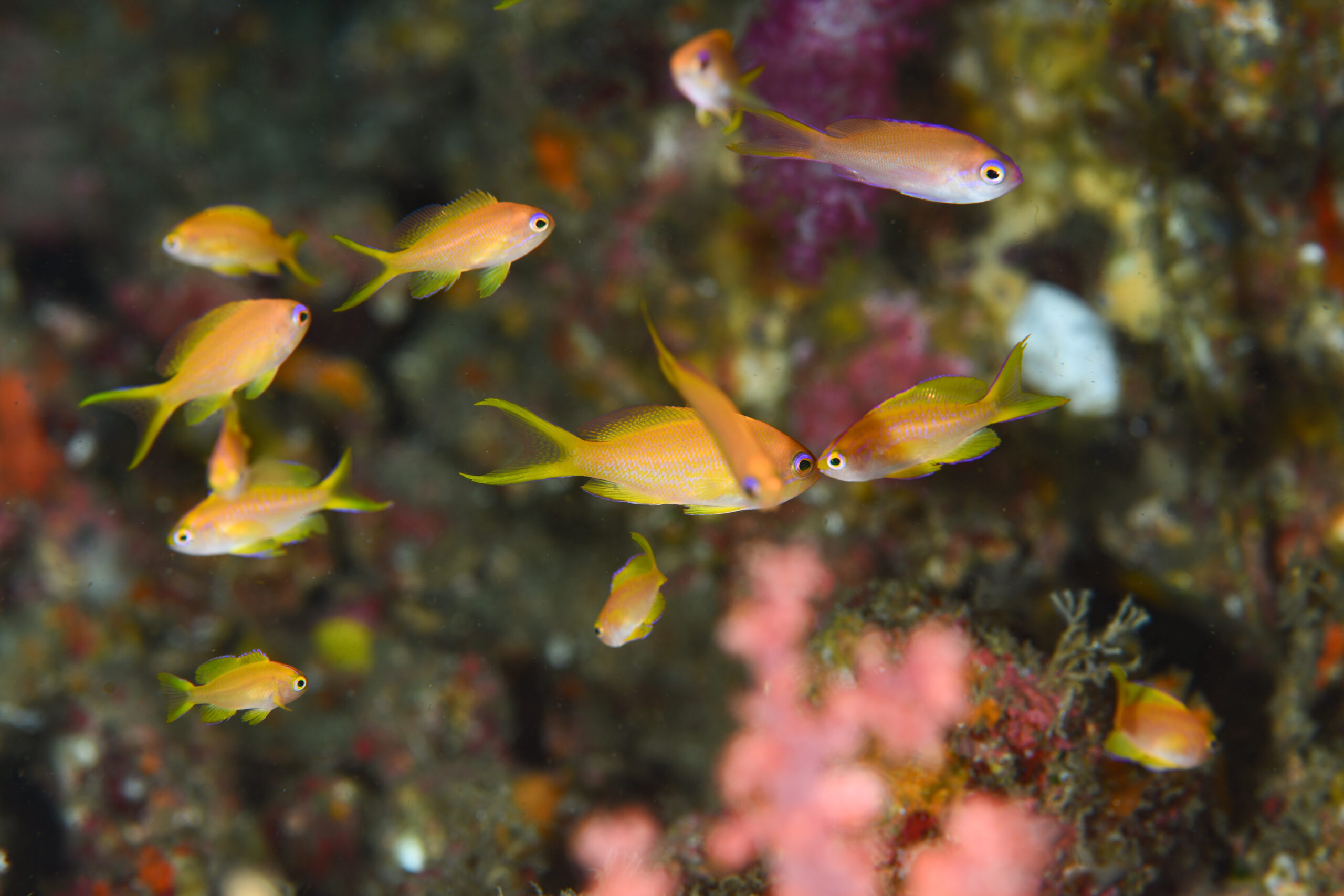 コウリンハナダイの幼魚（Pyronotanthias parvirostris）