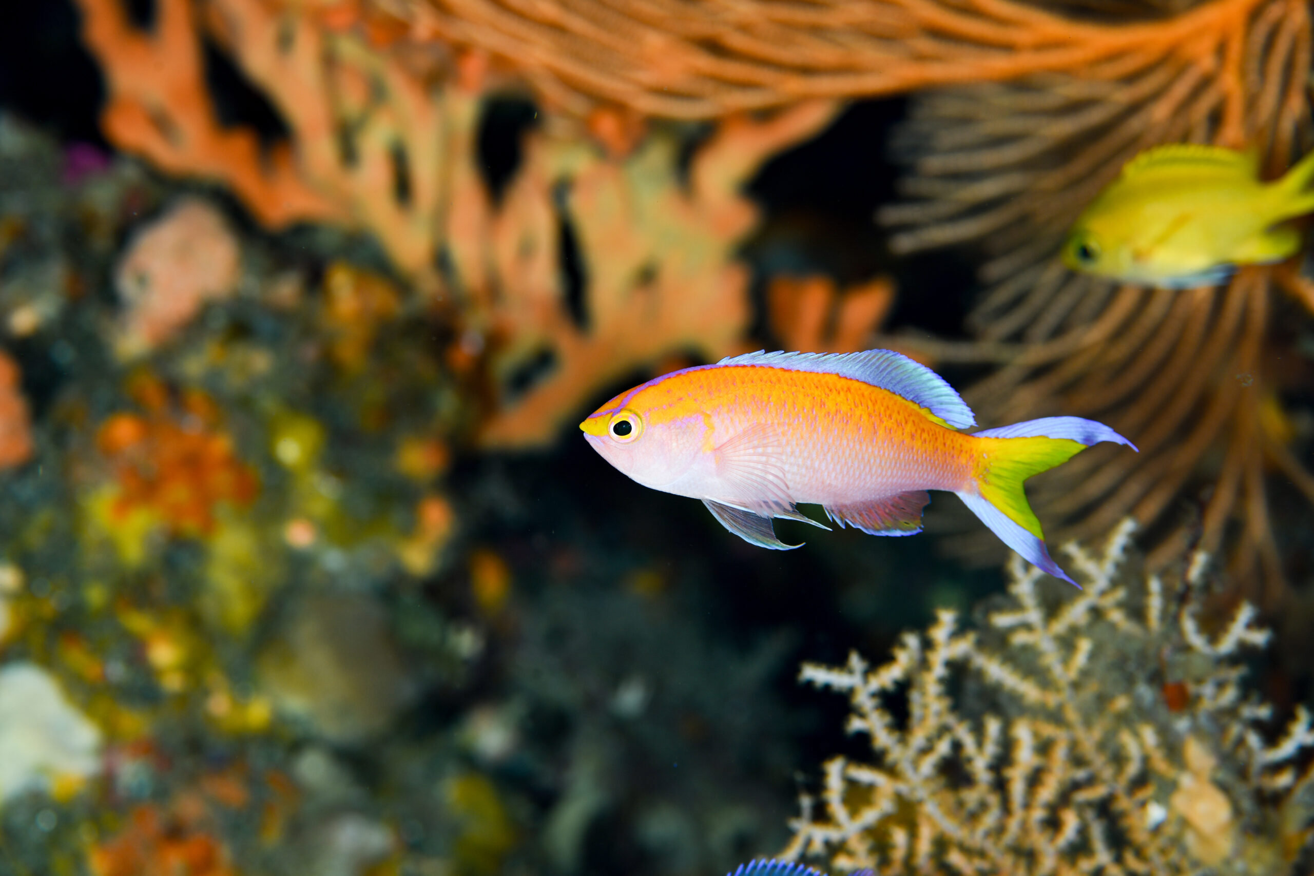コウリンハナダイのオス（♂）（Pyronotanthias parvirostris）