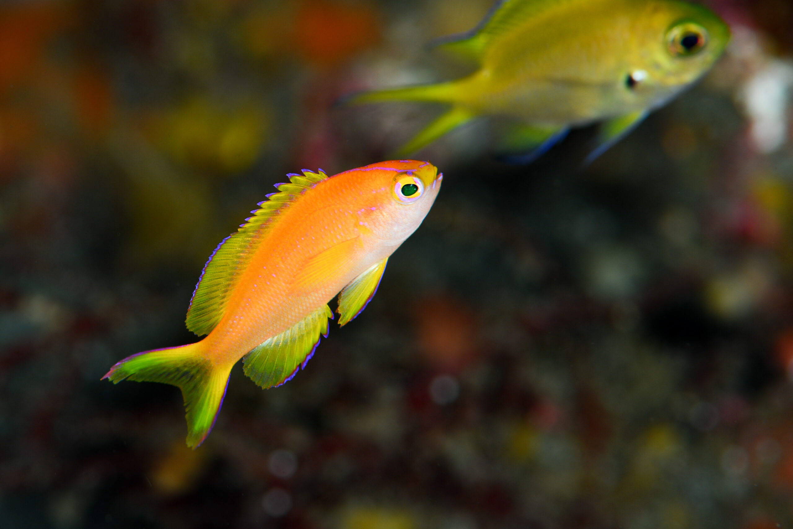 コウリンハナダイの幼魚（Pyronotanthias parvirostris）