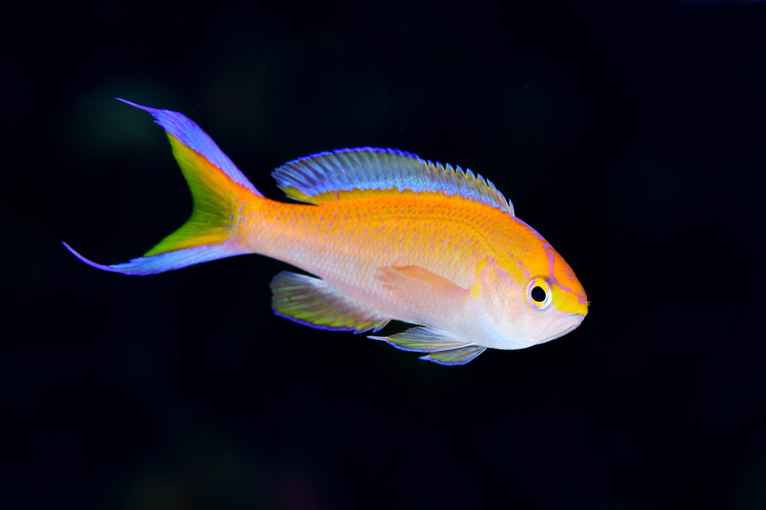 コウリンハナダイ（Pyronotanthias parvirostris）