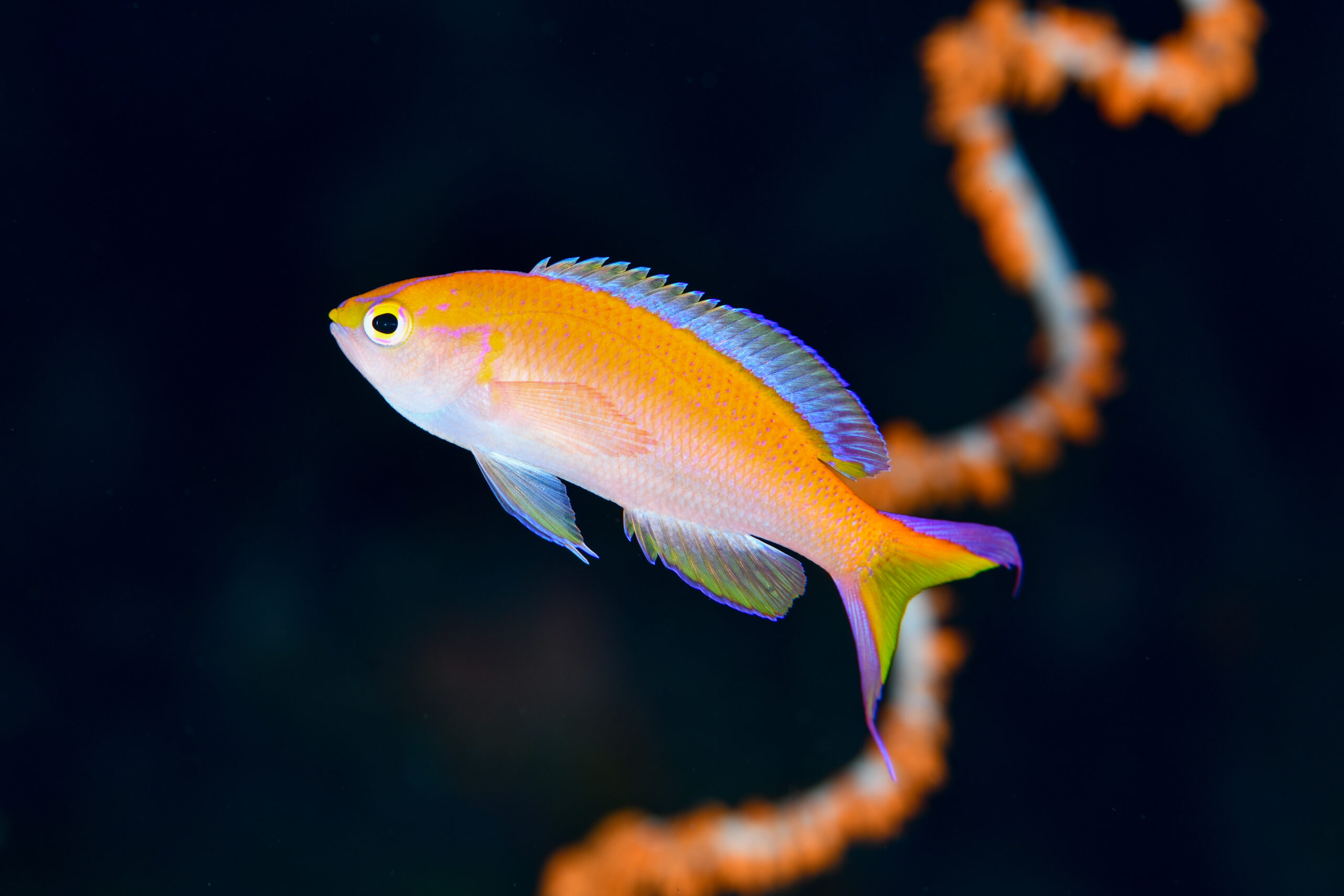 コウリンハナダイのオス（♂）（Pyronotanthias parvirostris）