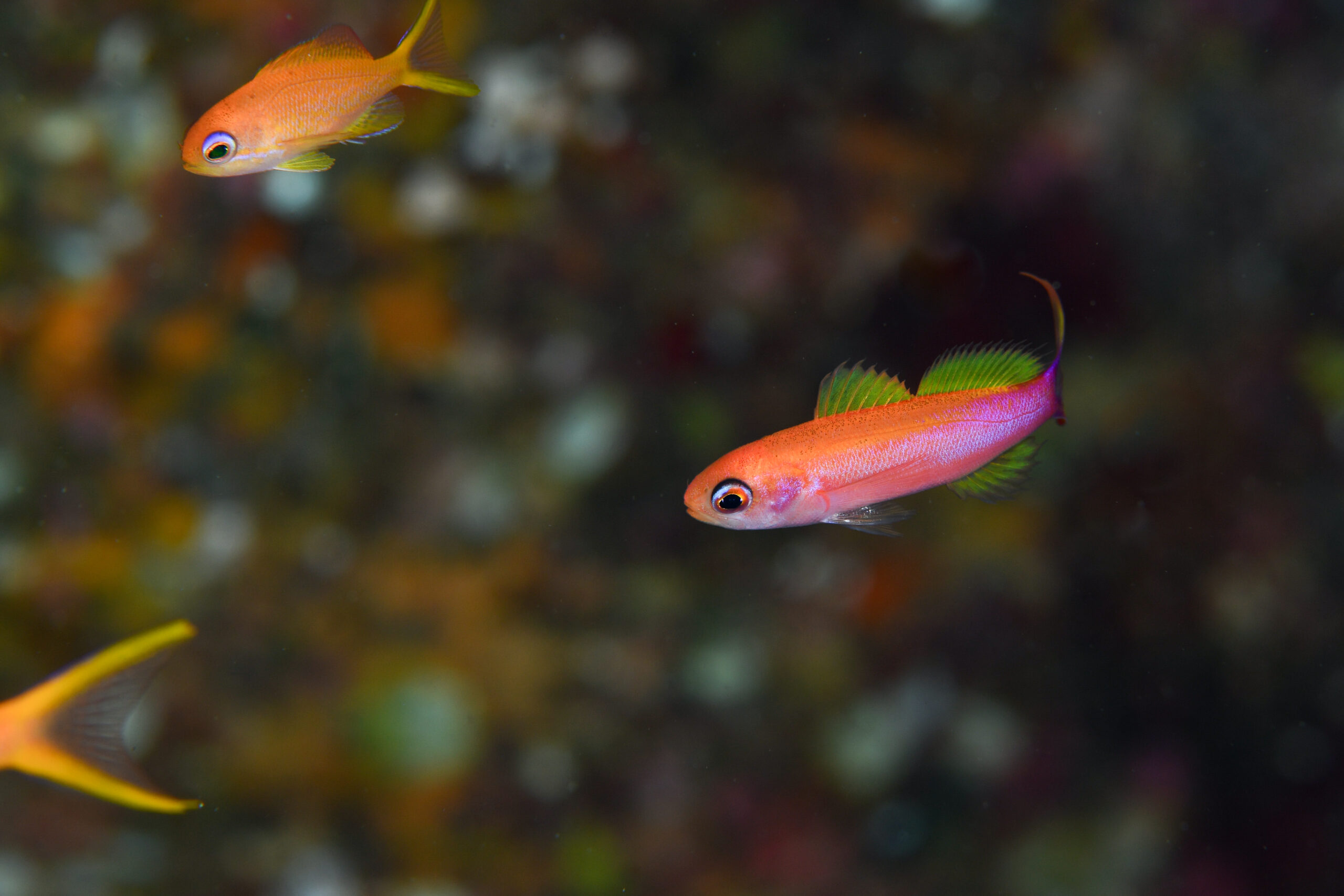 オレンジストライプドピグミーバスレット(Luzonichthys taeniatus)