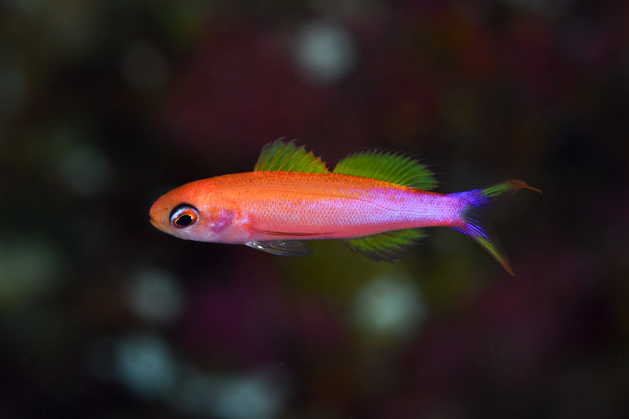 オレンジストライプドピグミーバスレット（Luzonichthys taeniatus）