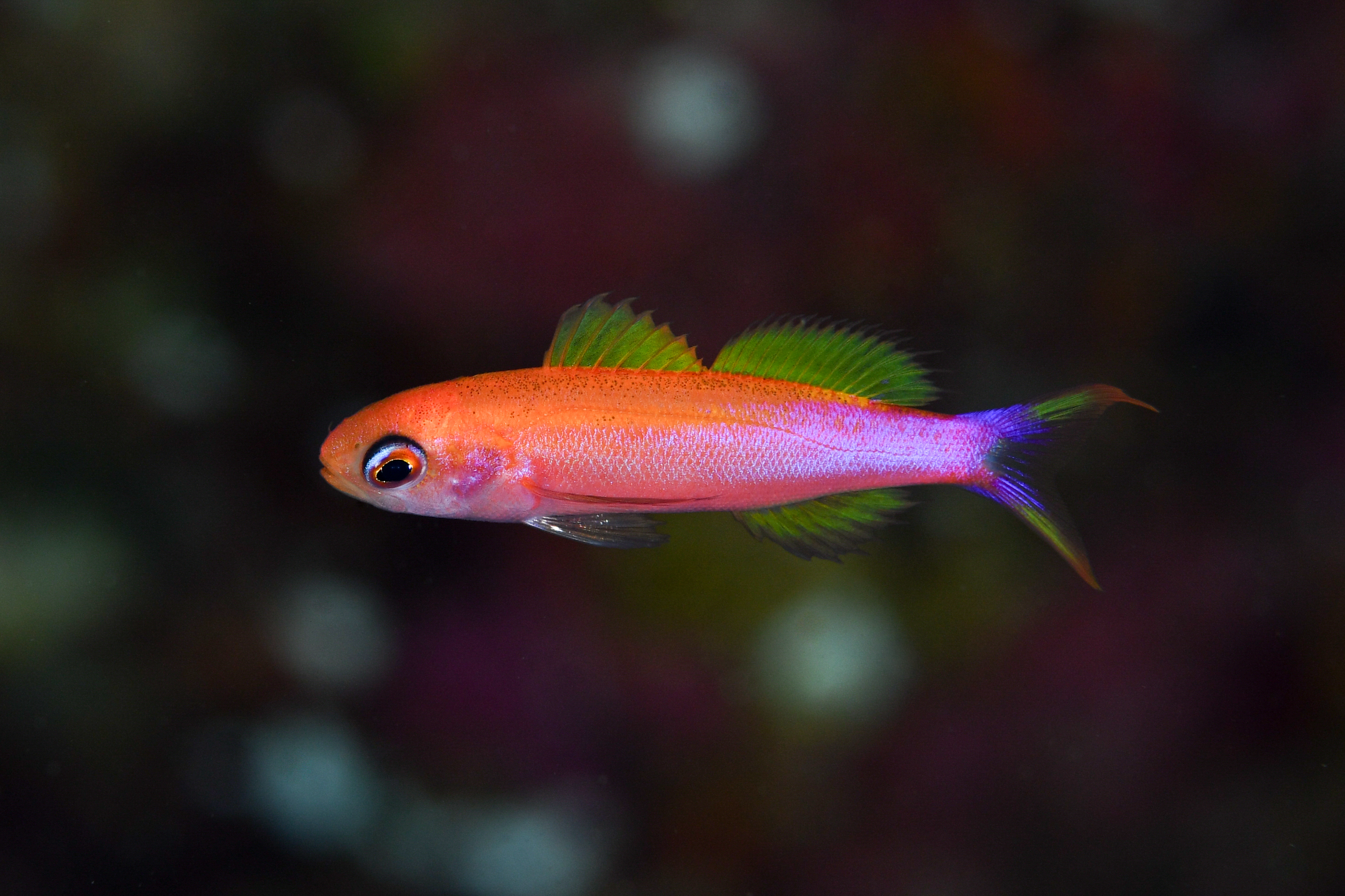 オレンジストライプドピグミーバスレット(Luzonichthys taeniatus)