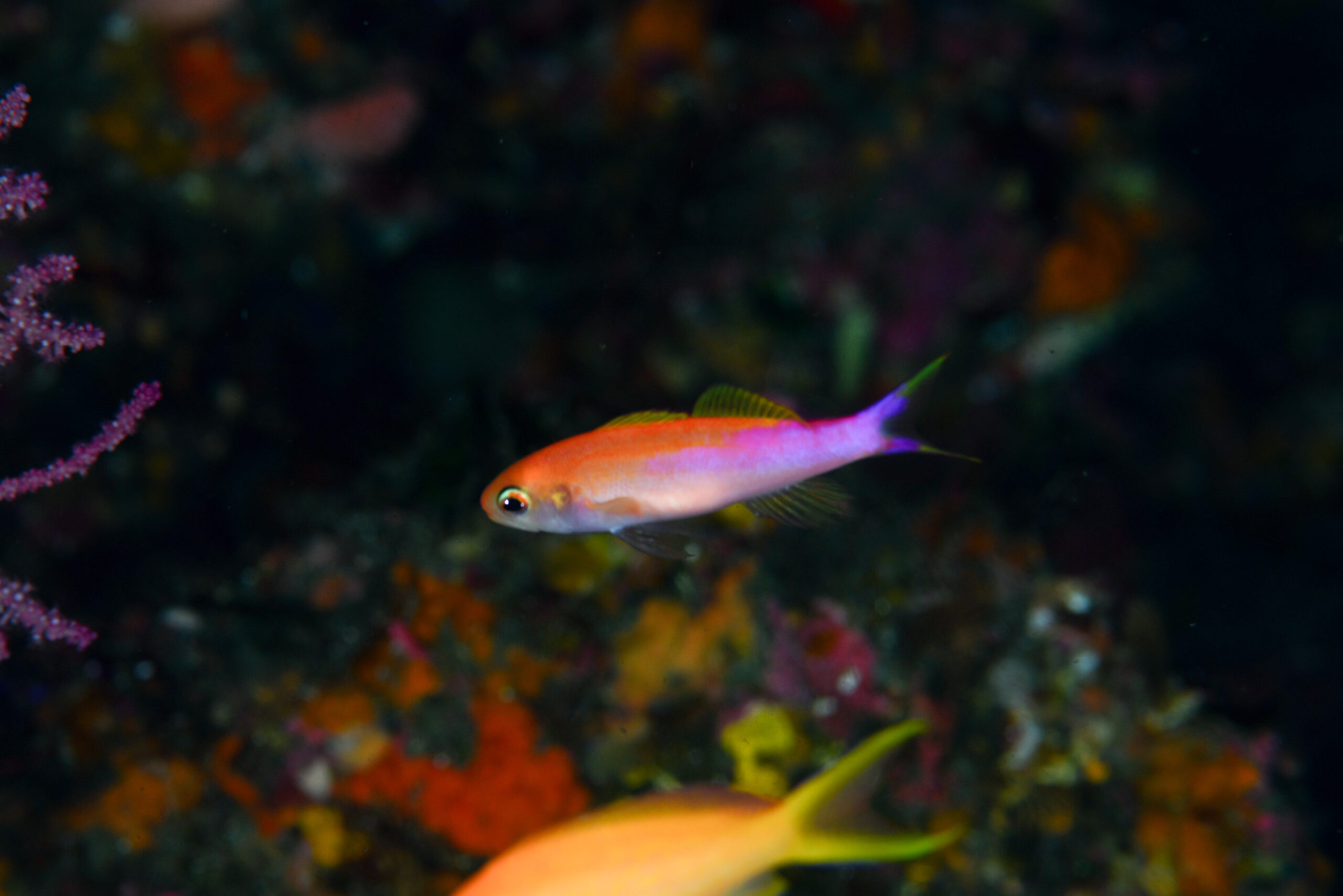 オレンジストライプドピグミーバスレット(Luzonichthys taeniatus)
