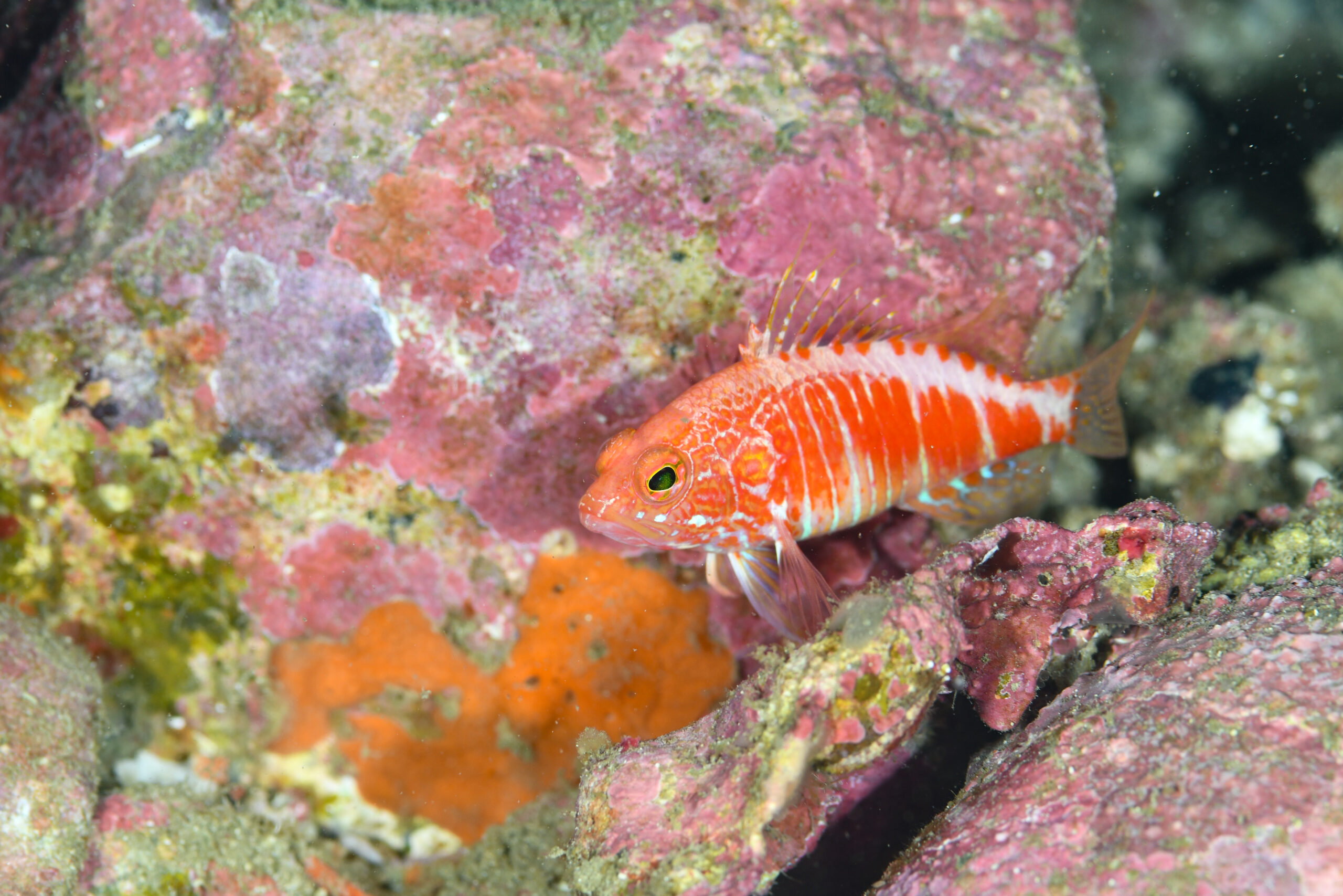 オシャレハナダイ（Plectranthias pelicieri）