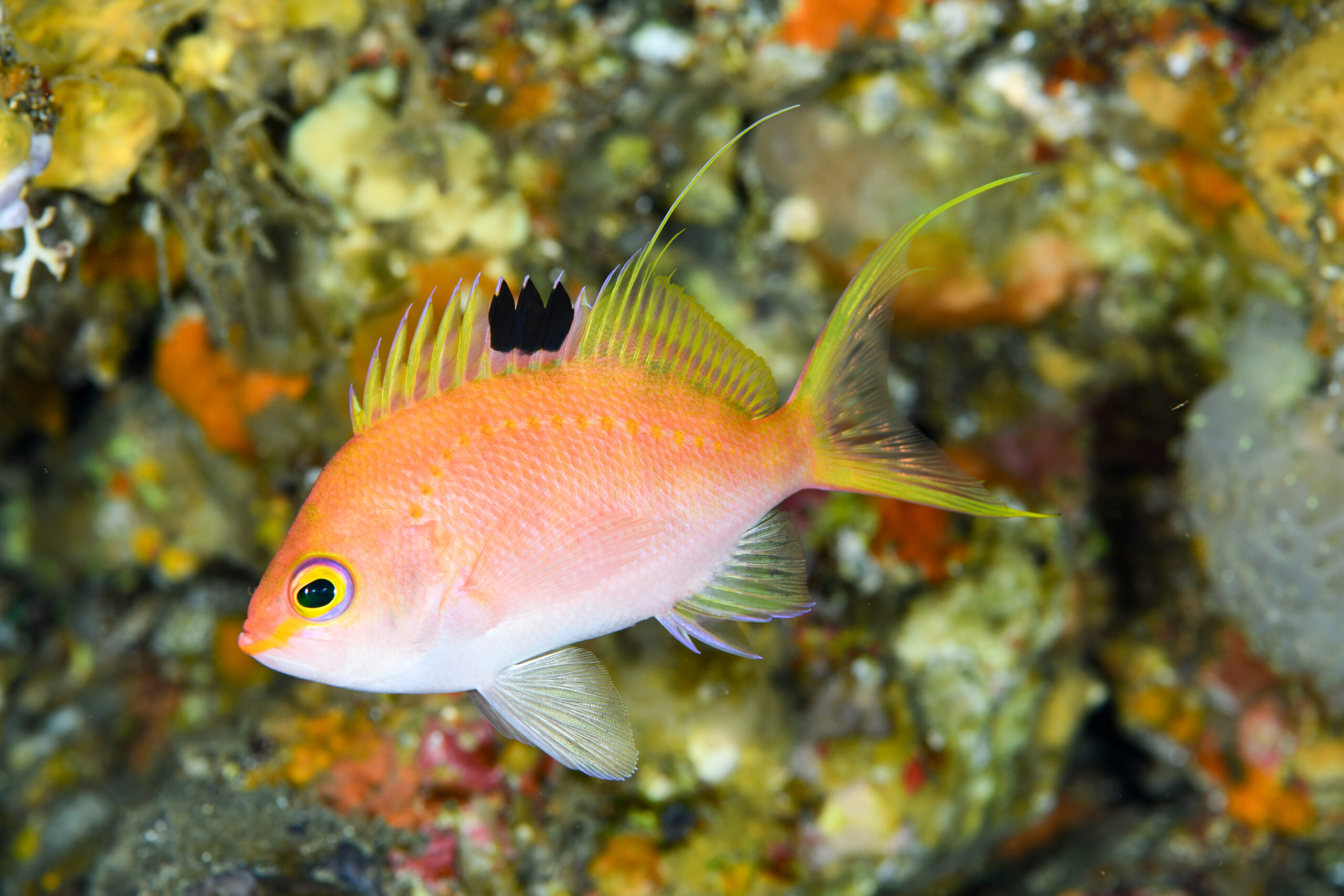 サクラダイ（Sacura margaritacea）