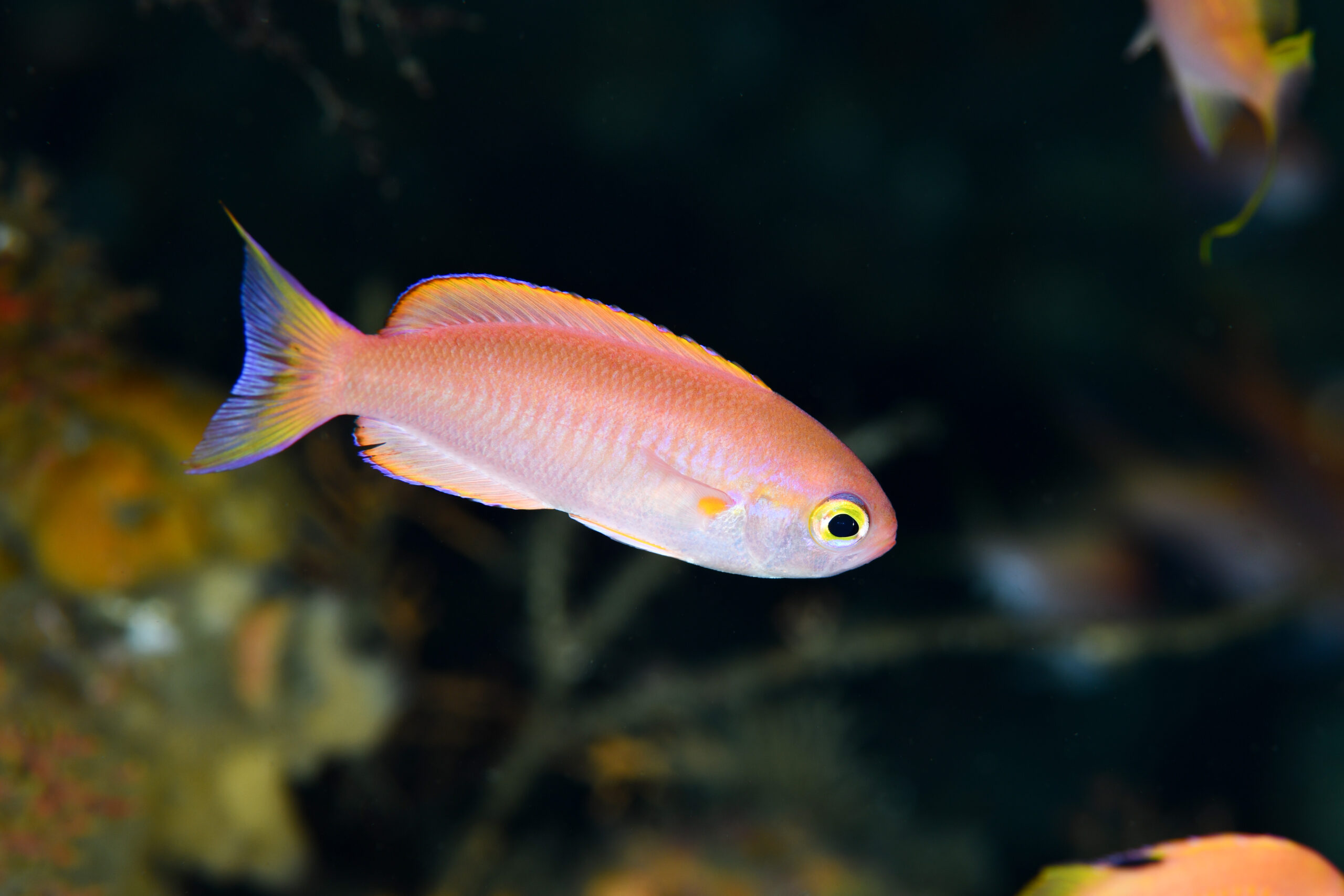 シキシマハナダイ（Callanthias japonicus）