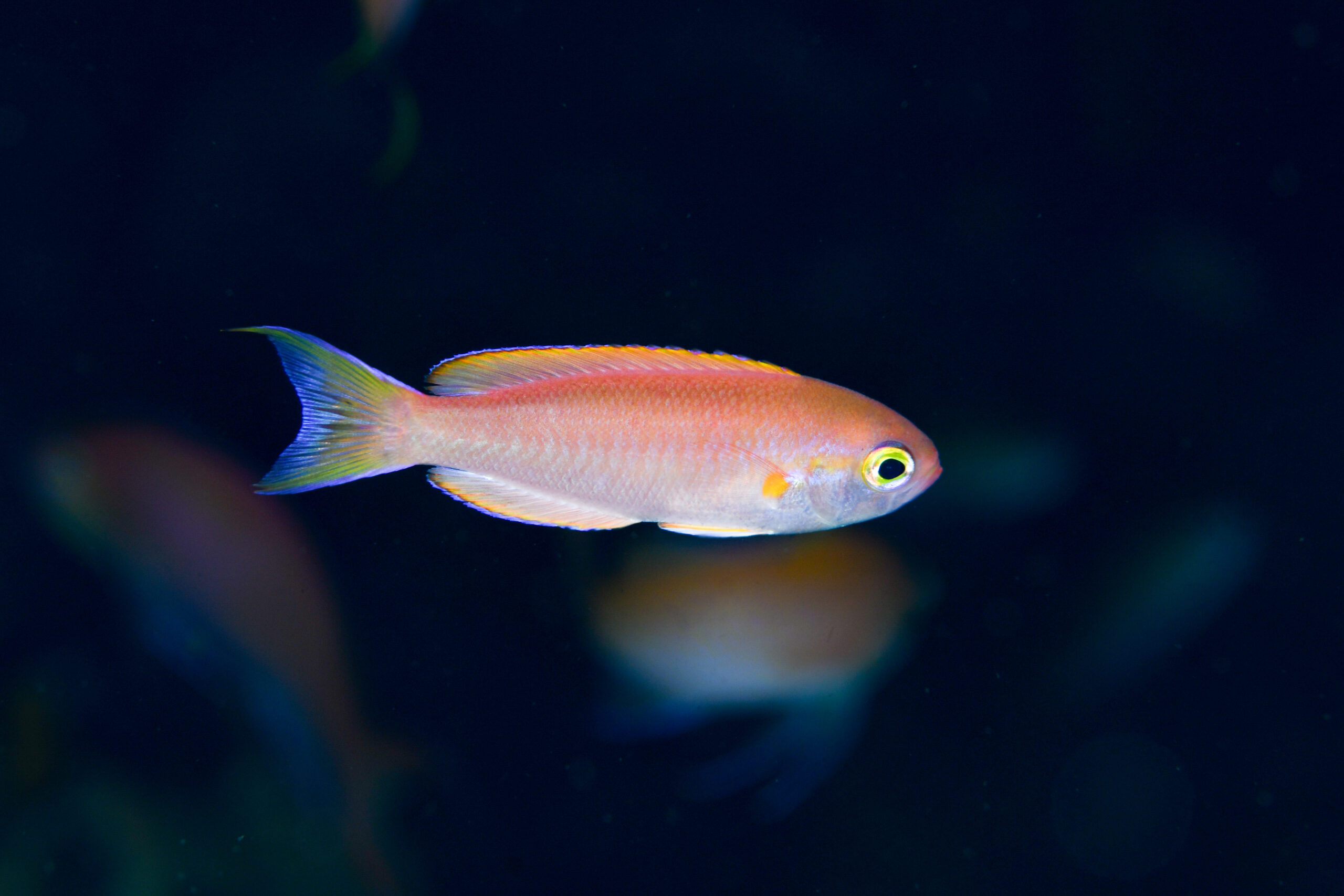 シキシマハナダイ（Callanthias japonicus）