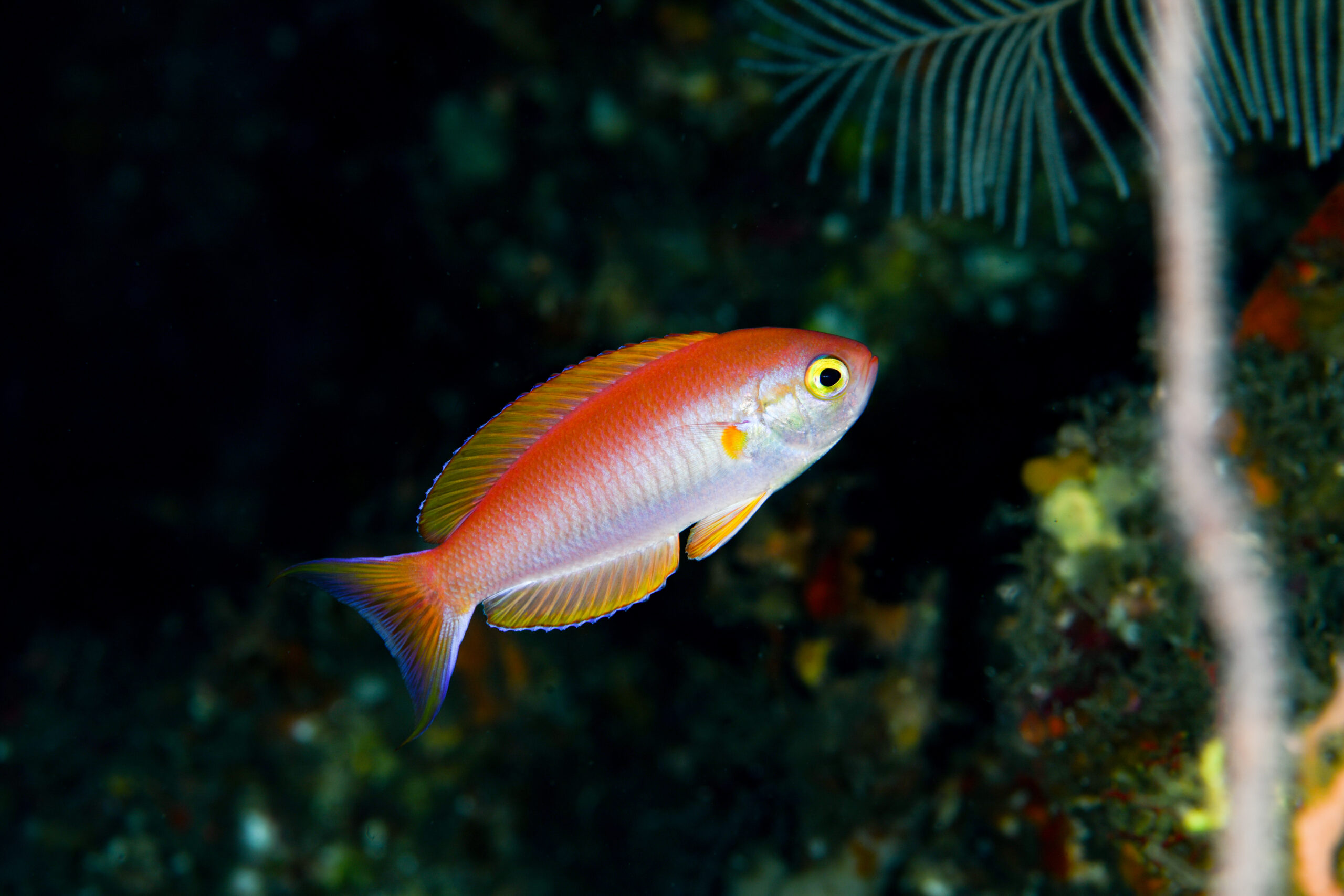 シキシマハナダイ（Callanthias japonicus）