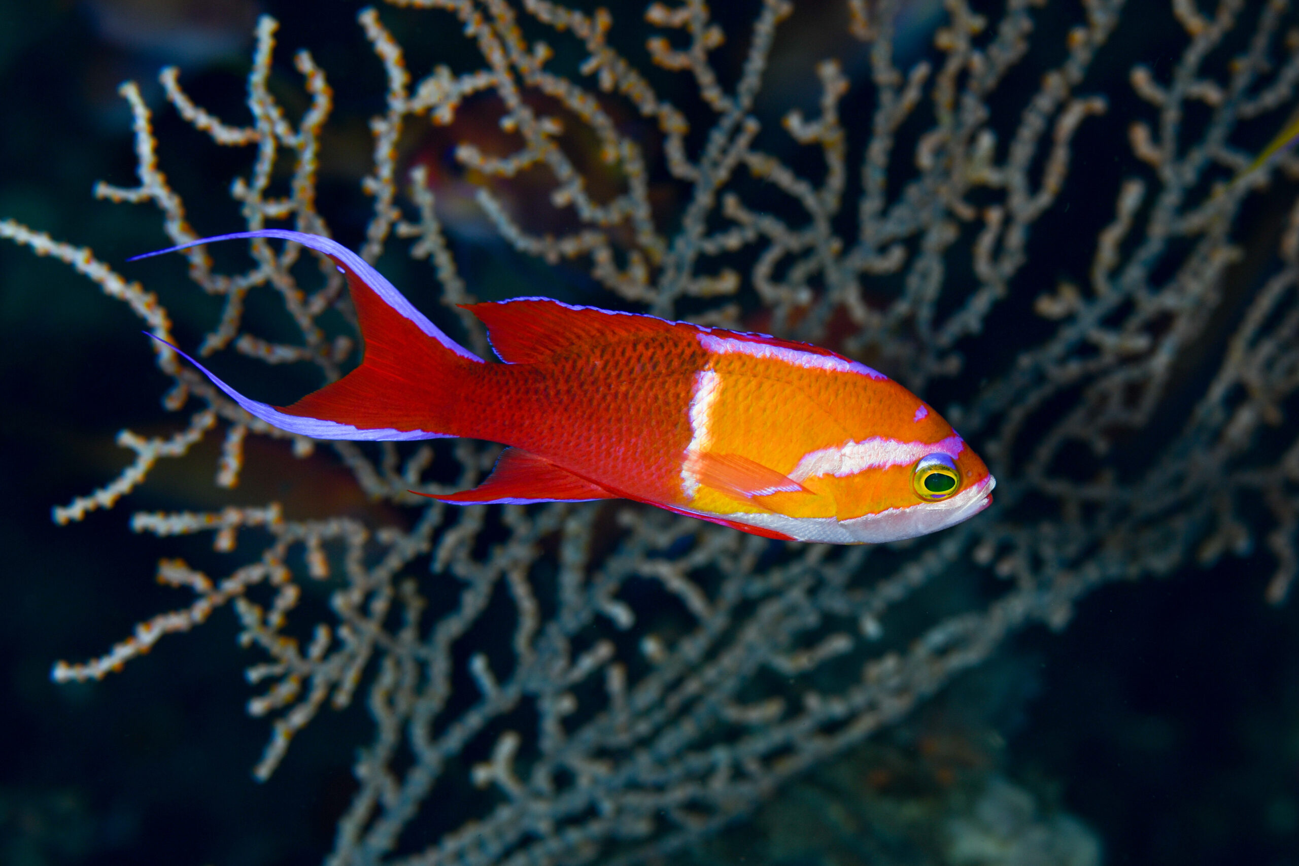 シロオビハナダイの婚姻色（Pseudanthias leucozonus）
