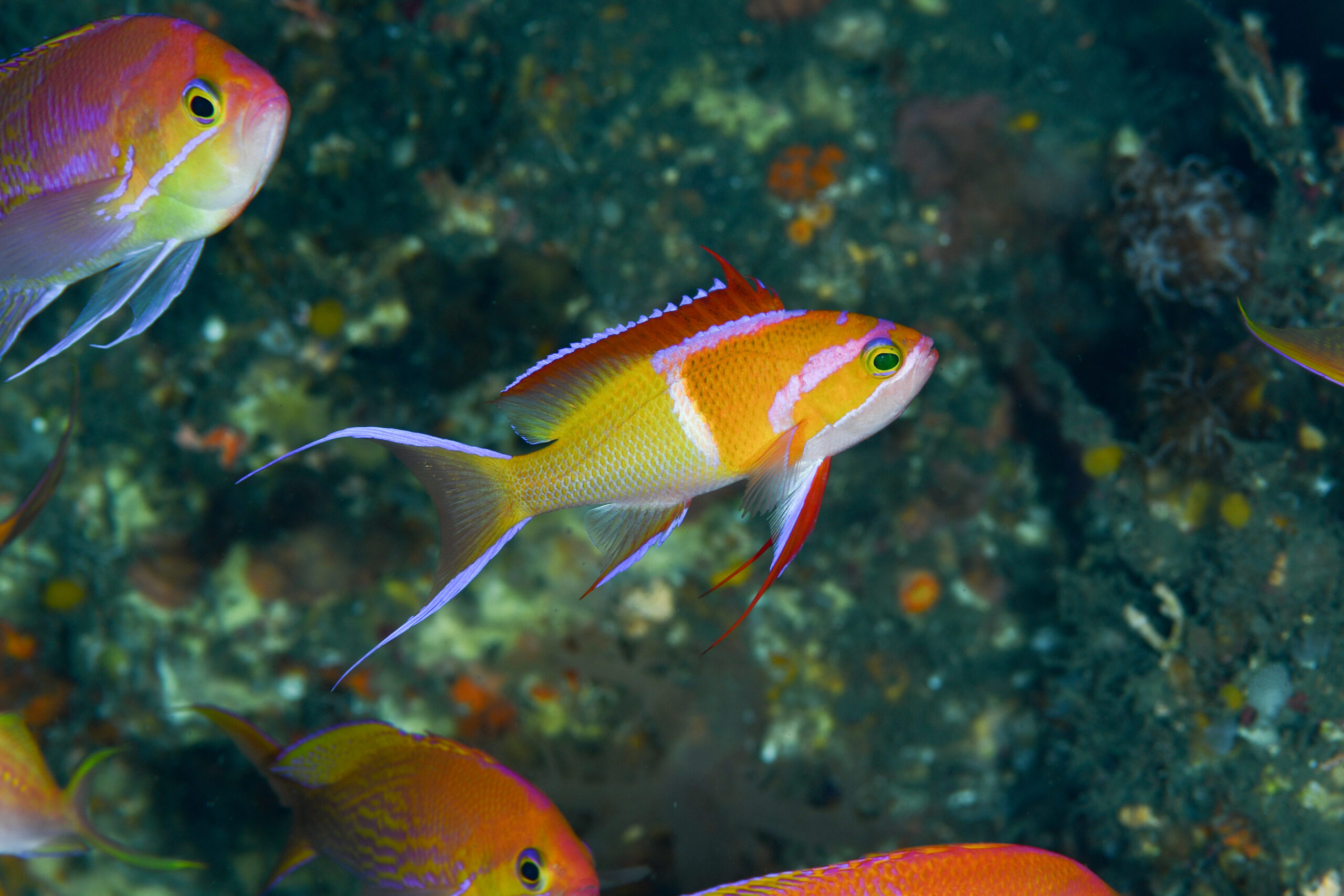 シロオビハナダイのオス（♂）（Pseudanthias leucozonus）