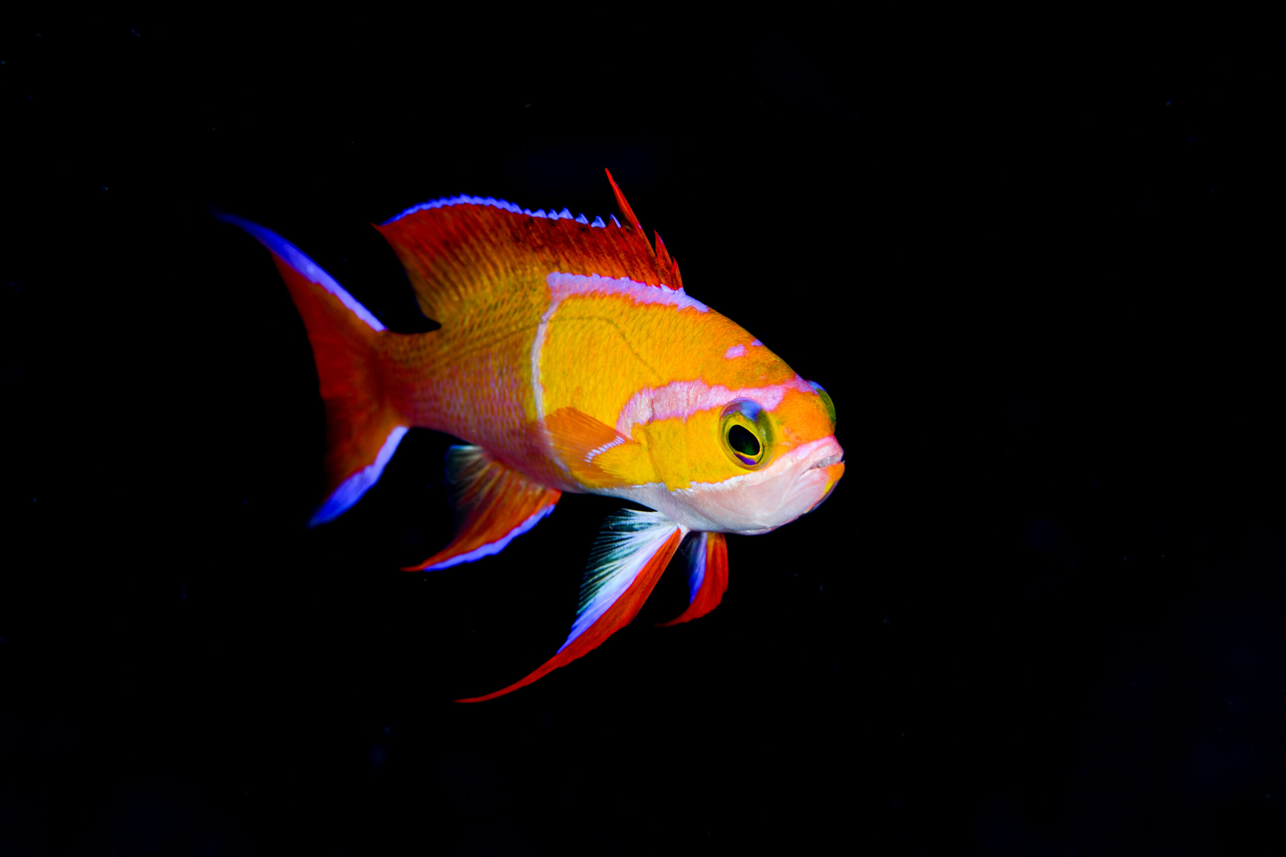 シロオビハナダイ（Pseudanthias leucozonus）