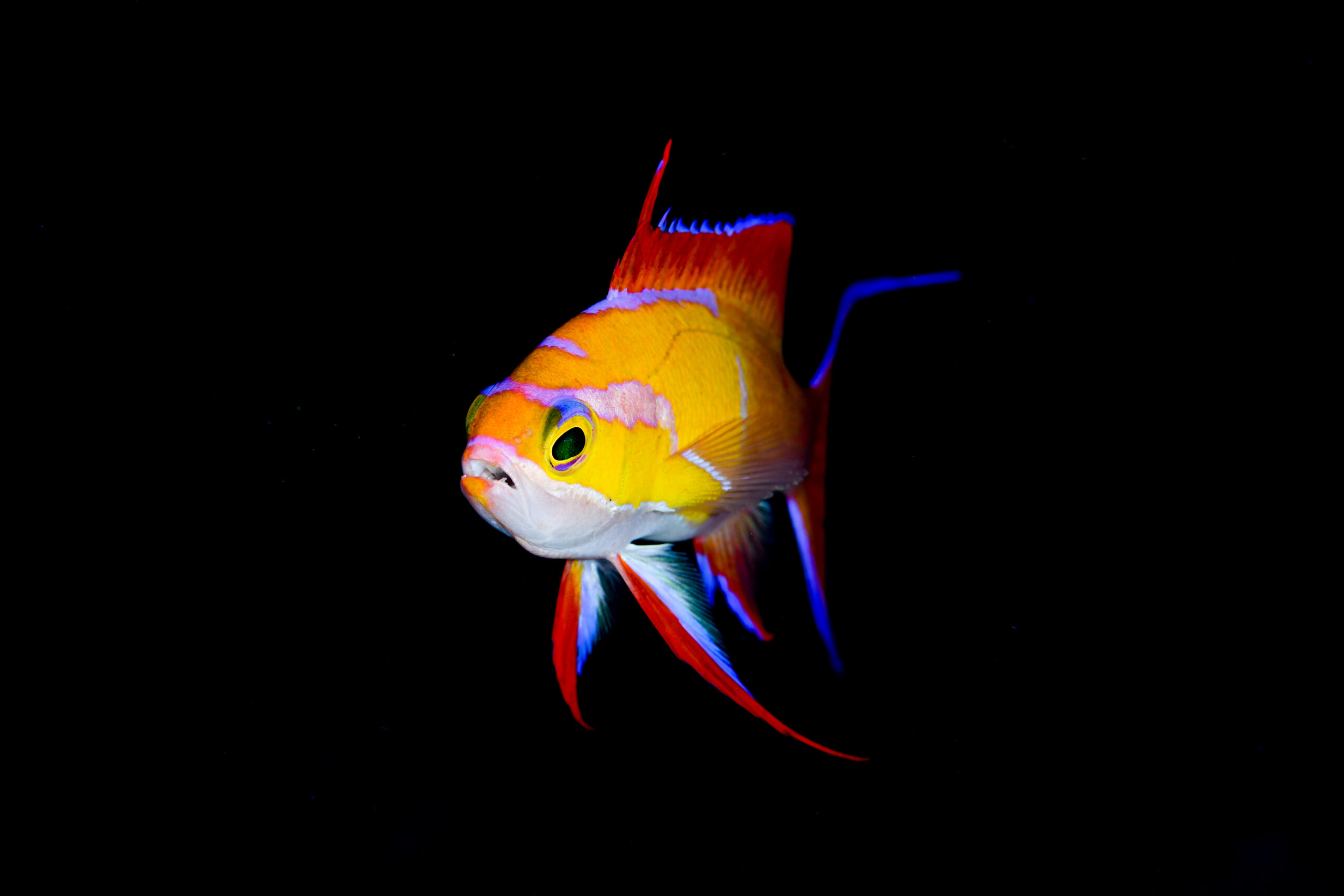 シロオビハナダイの婚姻色（Pseudanthias leucozonus）