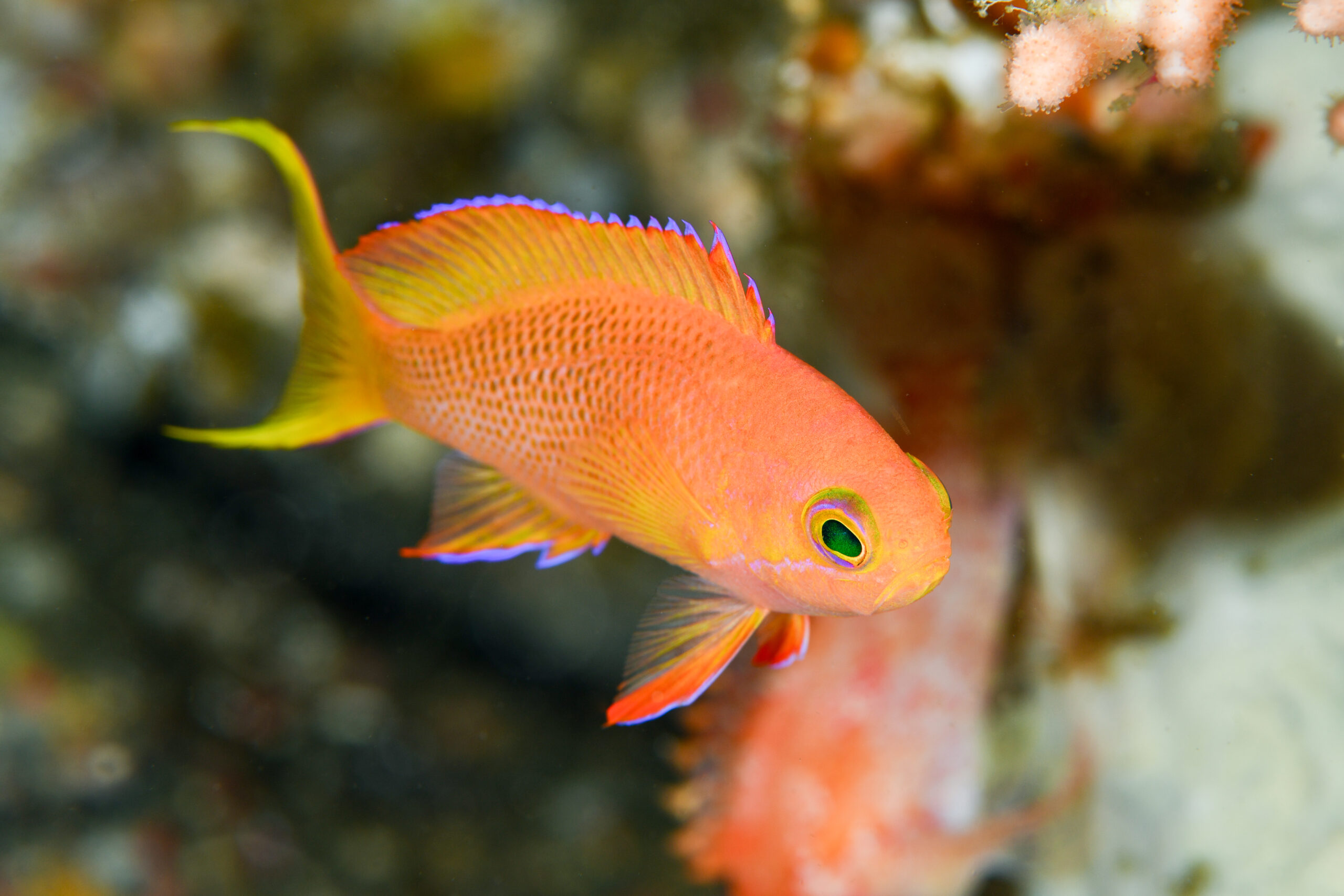 シロオビハナダイのメス（♀）（Pseudanthias leucozonus）