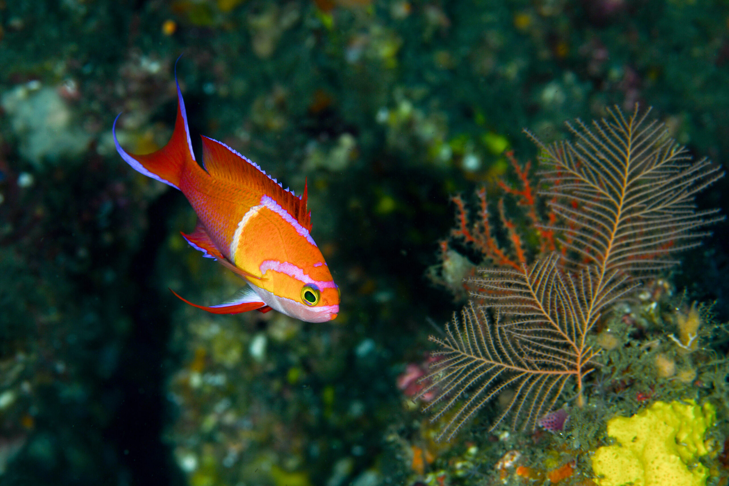 シロオビハナダイの婚姻色（Pseudanthias leucozonus）