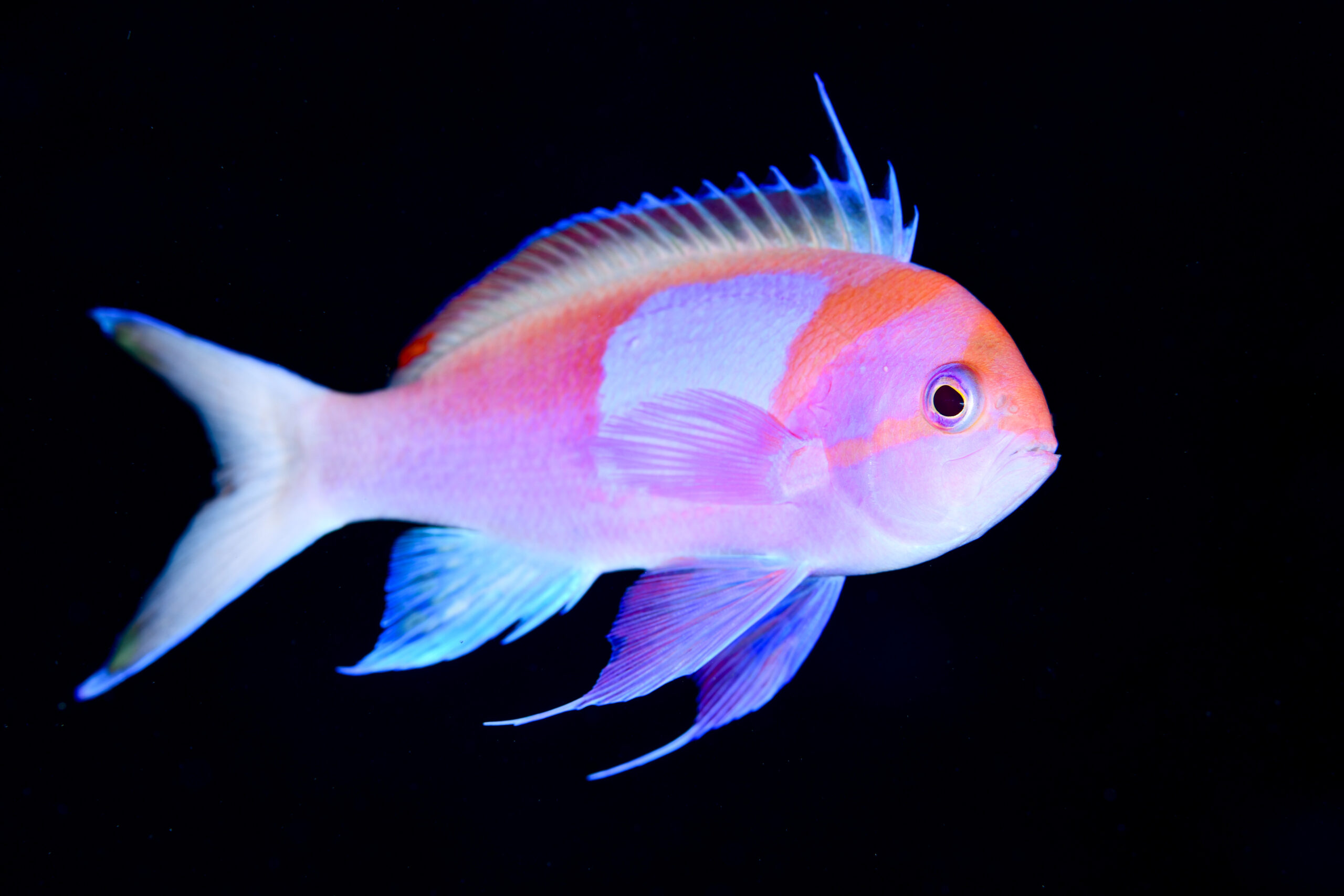 スミレナガハナダイの婚姻色（Pseudanthias pleurotaenia）