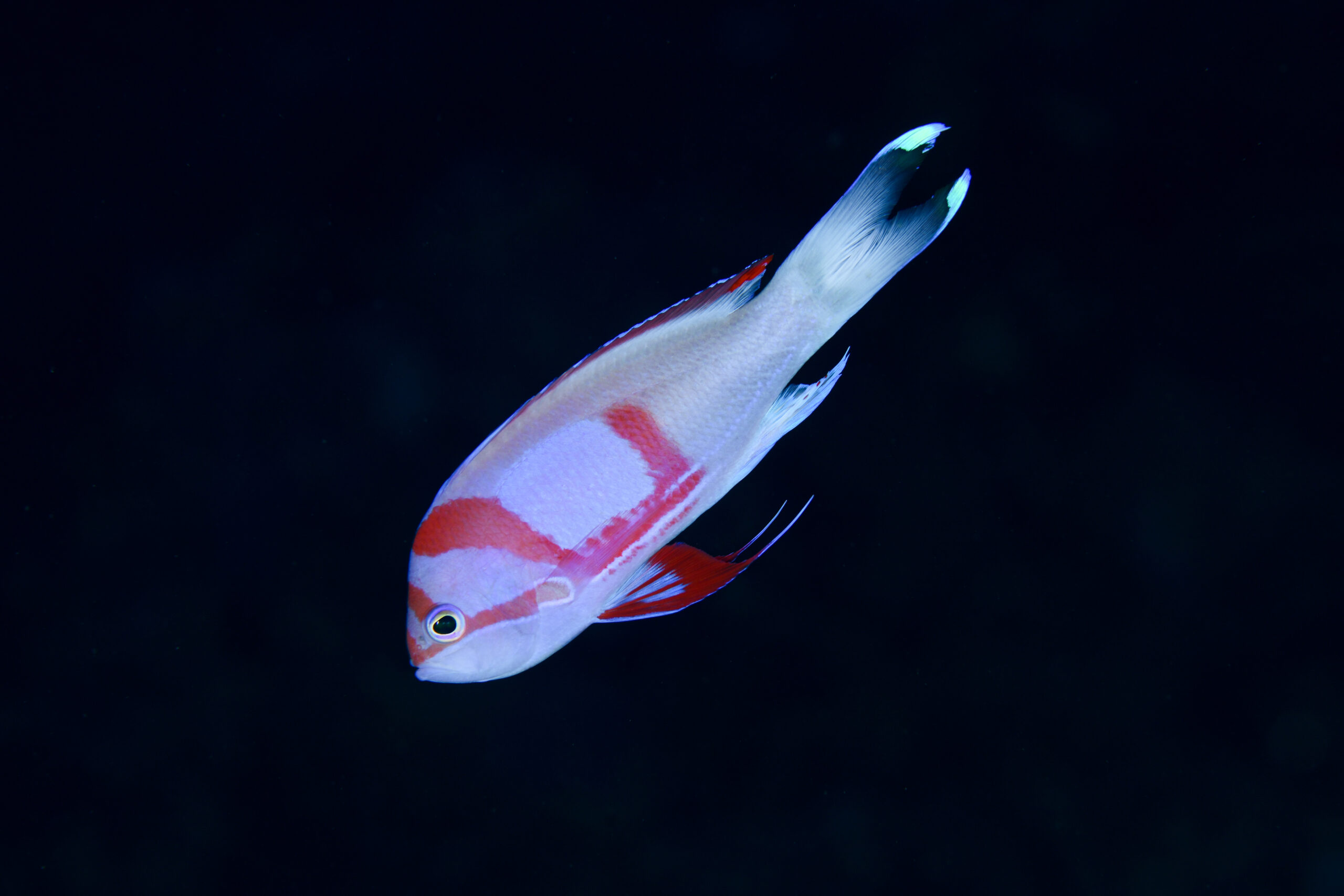 スミレナガハナダイの婚姻色（Pseudanthias pleurotaenia）