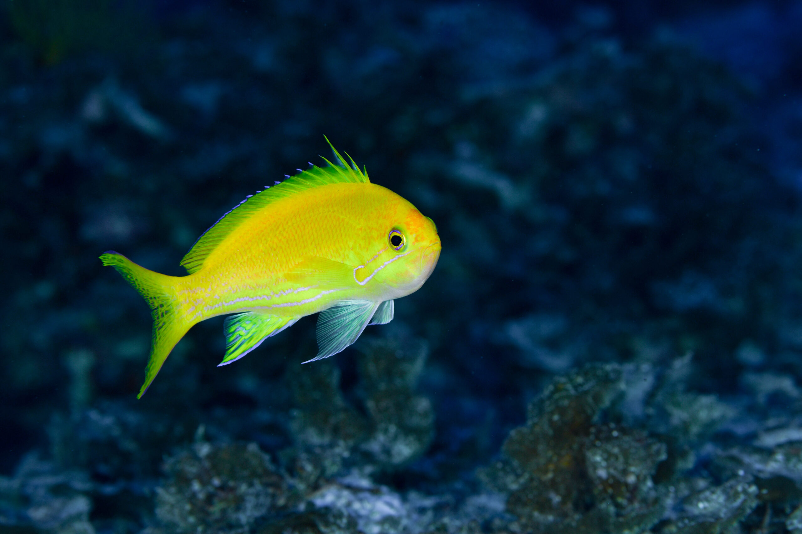 スミレナガハナダイの性転換途中（Pseudanthias pleurotaenia）