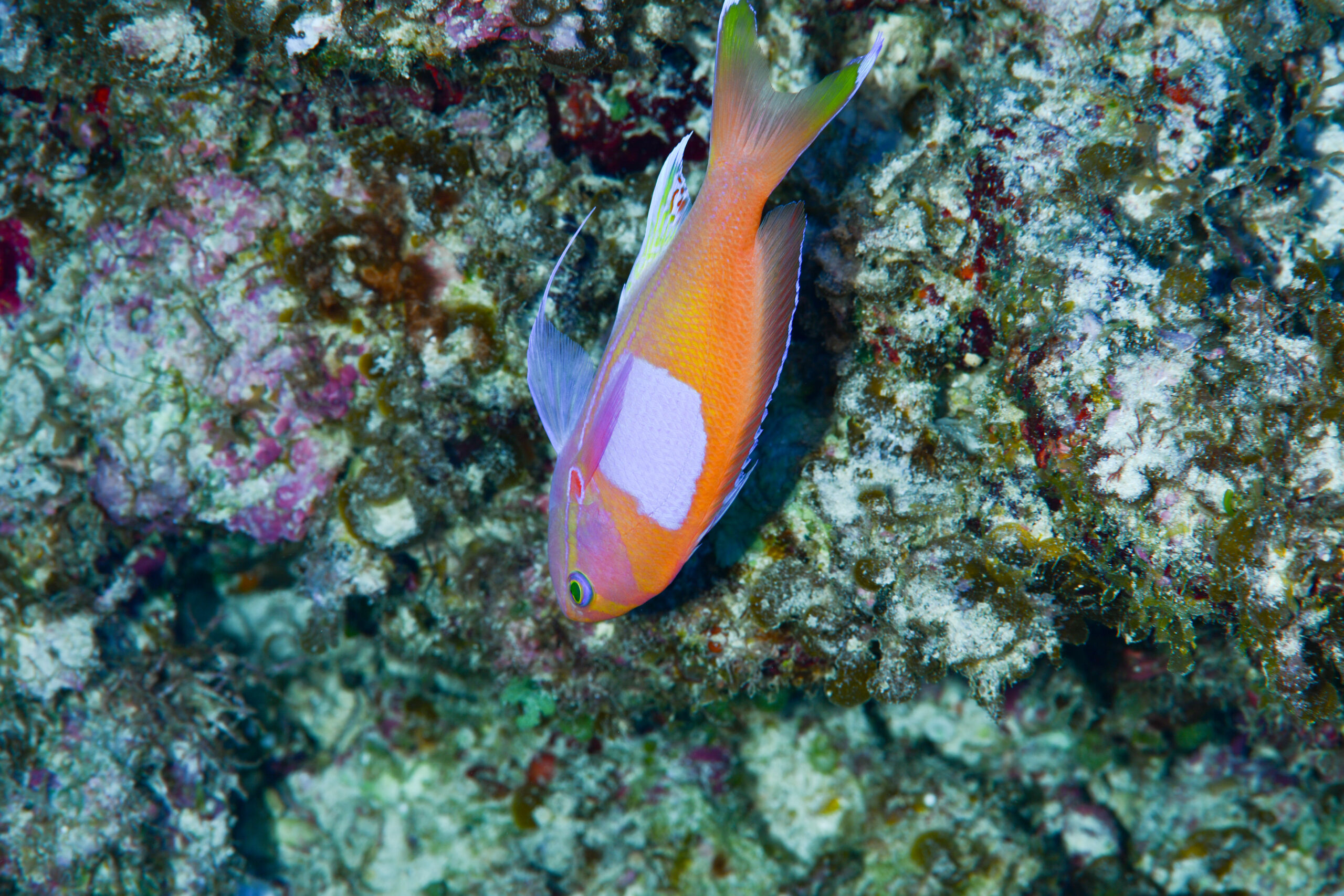 スミレナガハナダイの性転換途中（Pseudanthias pleurotaenia）