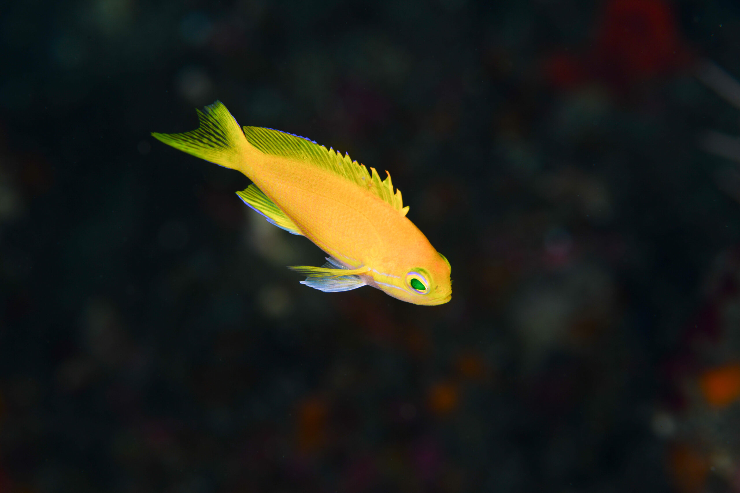 スミレナガハナダイの幼魚（Pseudanthias pleurotaenia）