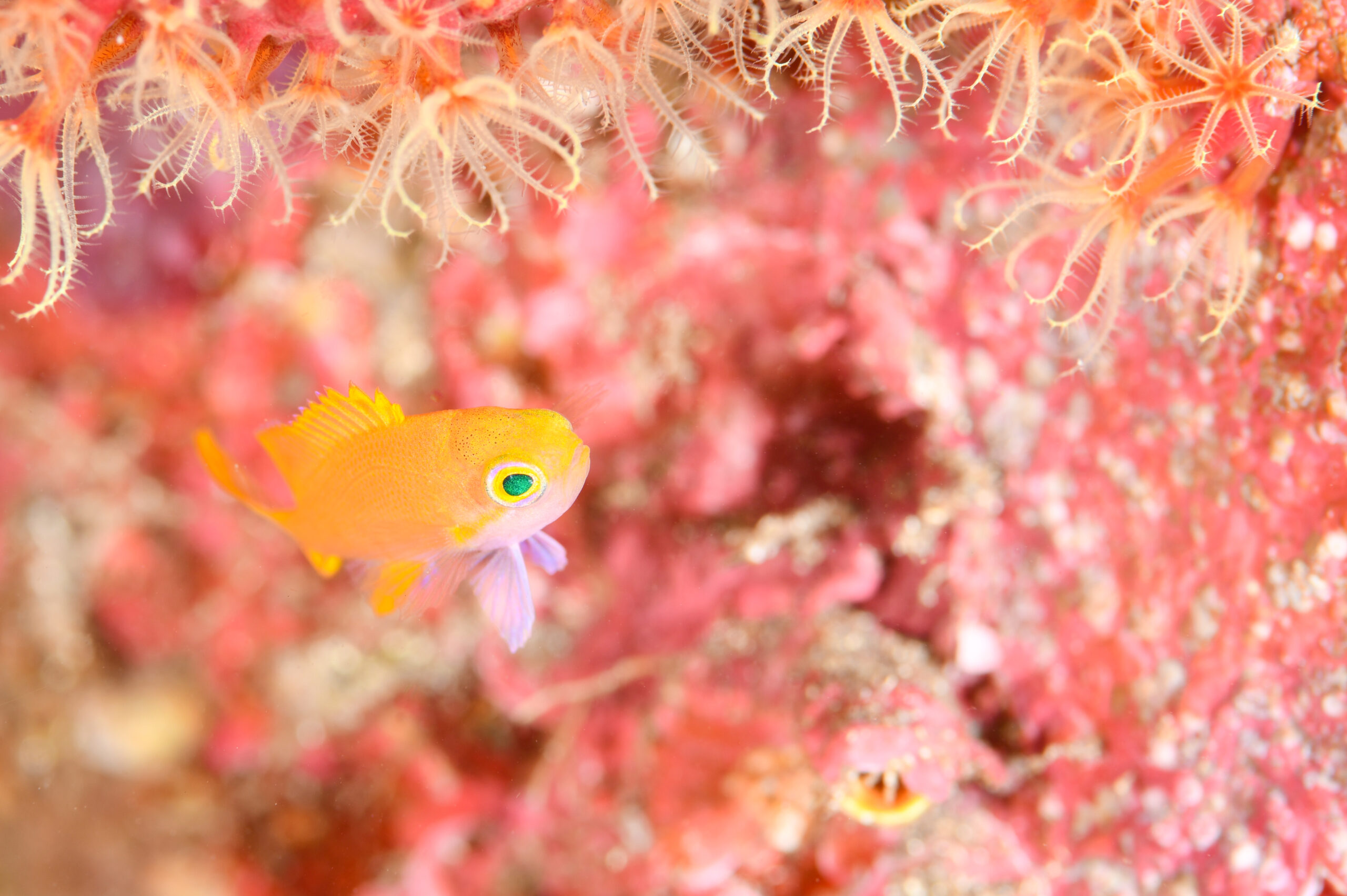 スミレナガハナダイの幼魚（Pseudanthias pleurotaenia）