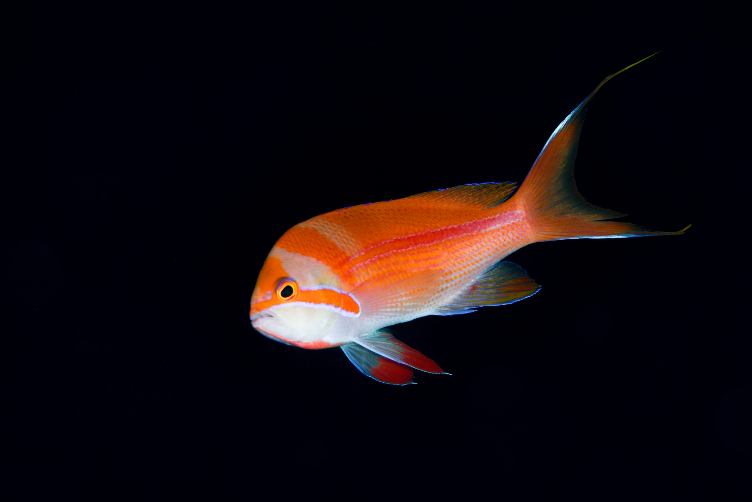 スジハナダイの婚姻色（Pseudanthias fasciatus）
