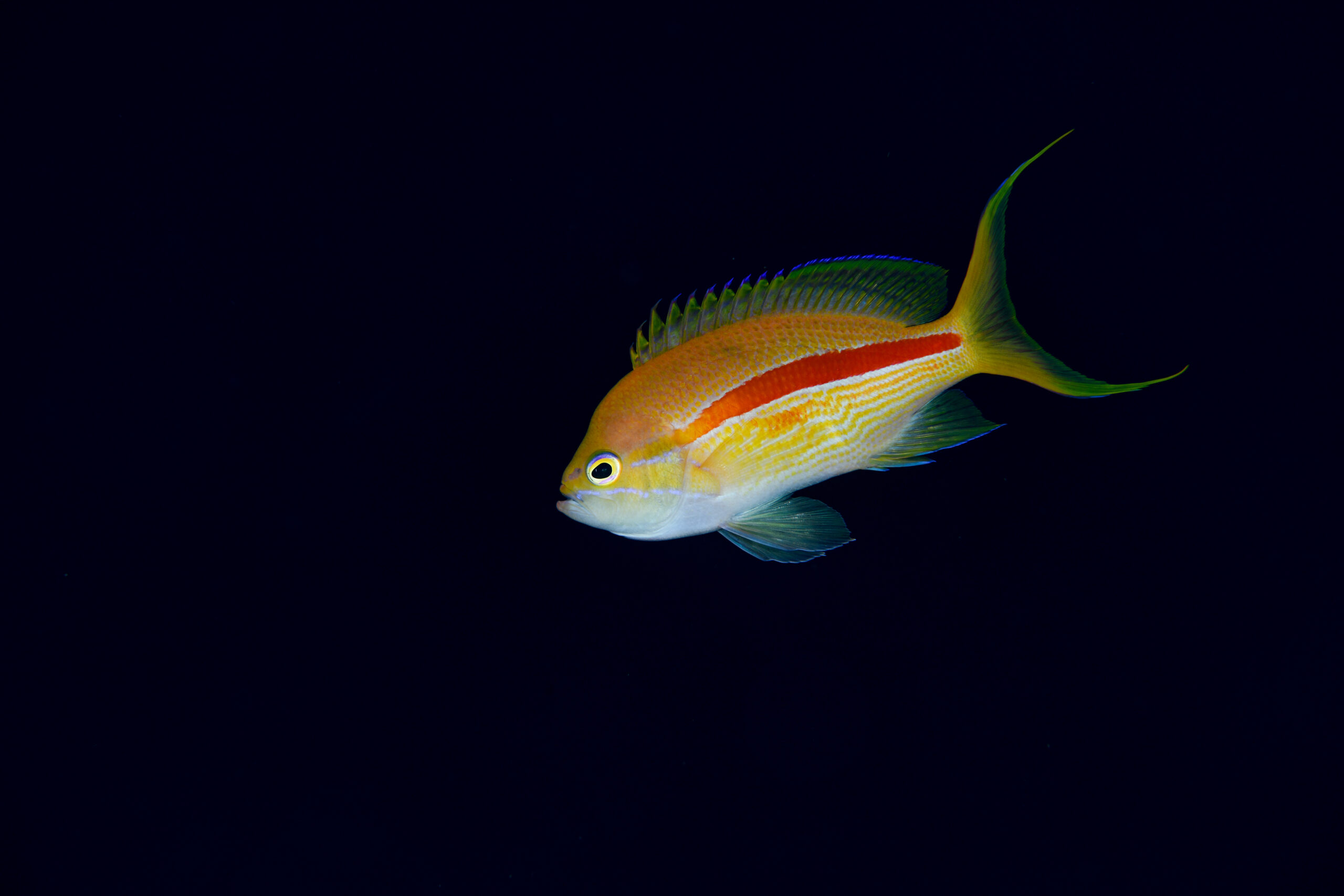 スジハナダイ（Pseudanthias fasciatus）