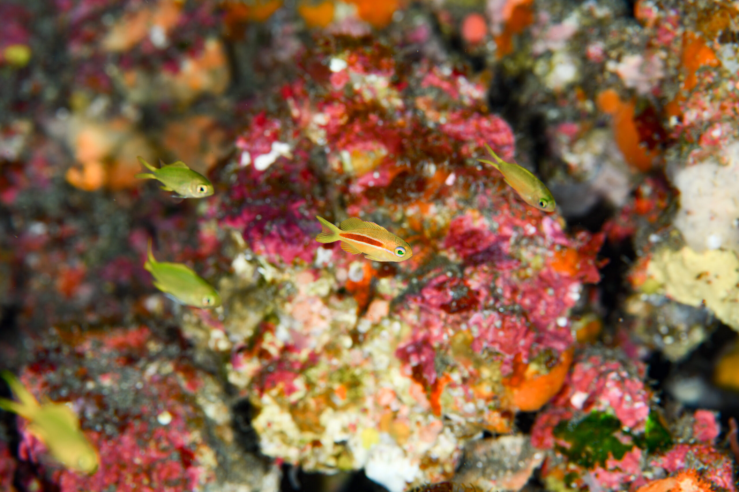 スジハナダイの幼魚（Pseudanthias fasciatus）
