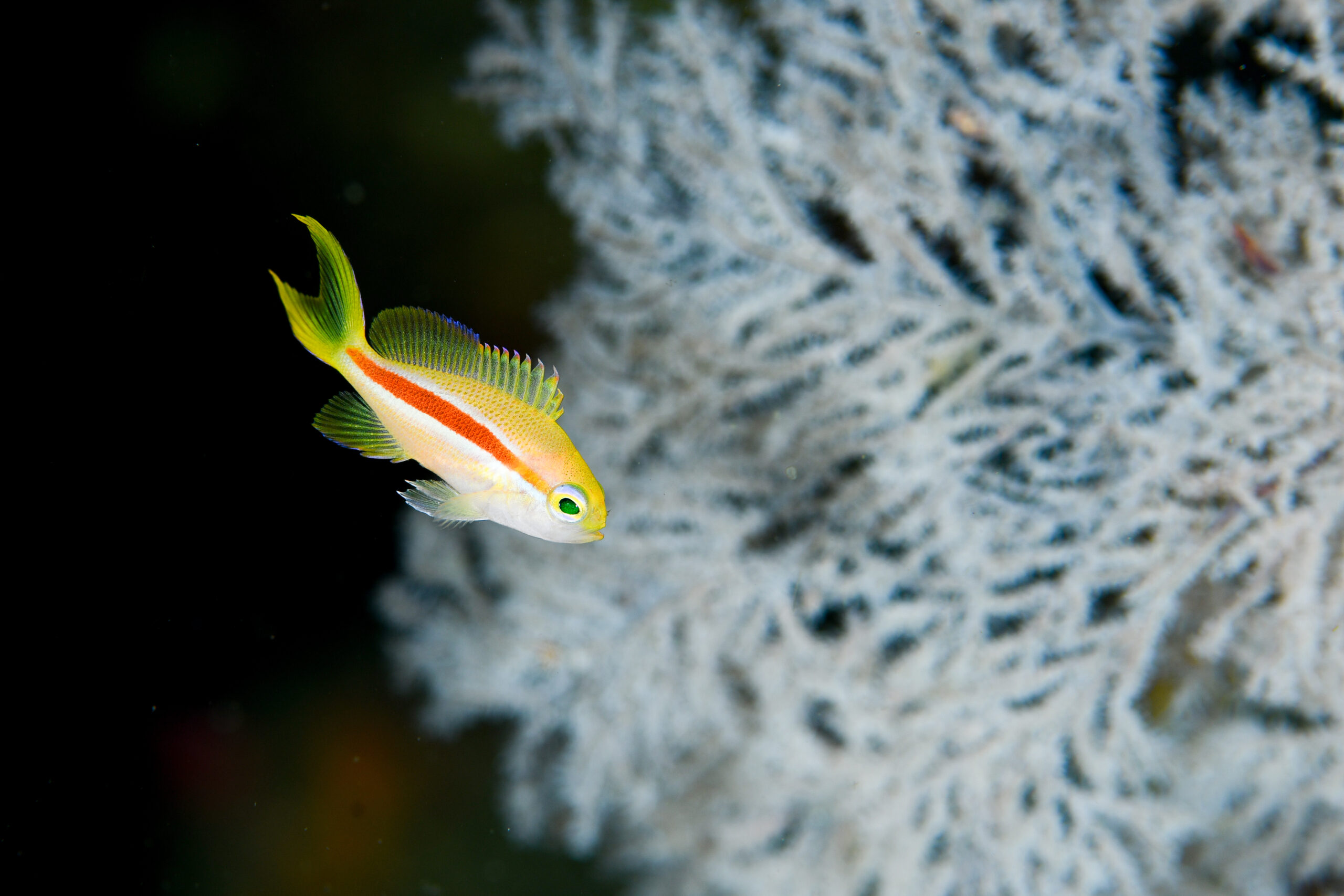 スジハナダイの幼魚（Pseudanthias fasciatus）