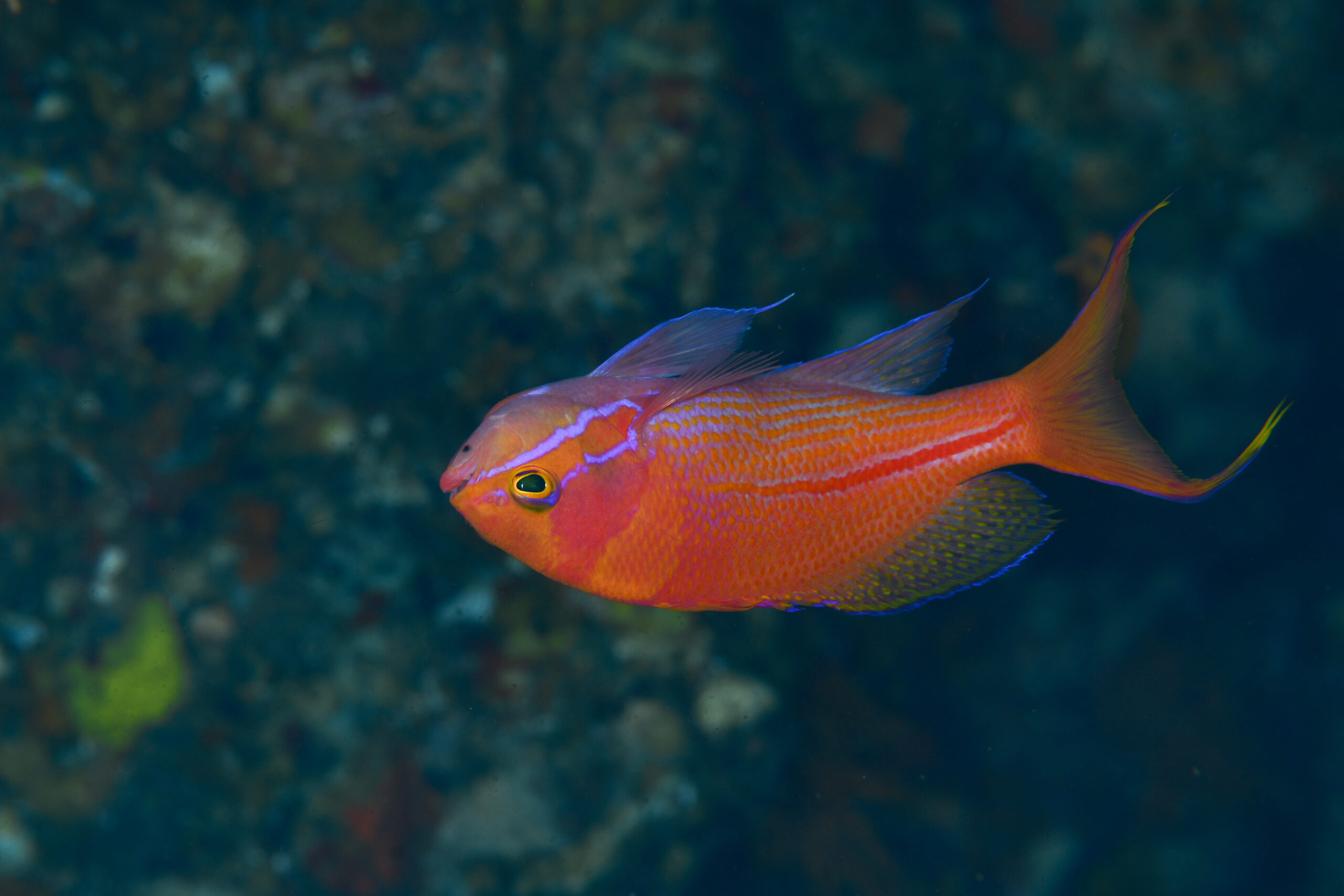 スジハナダイの婚姻色（Pseudanthias fasciatus）