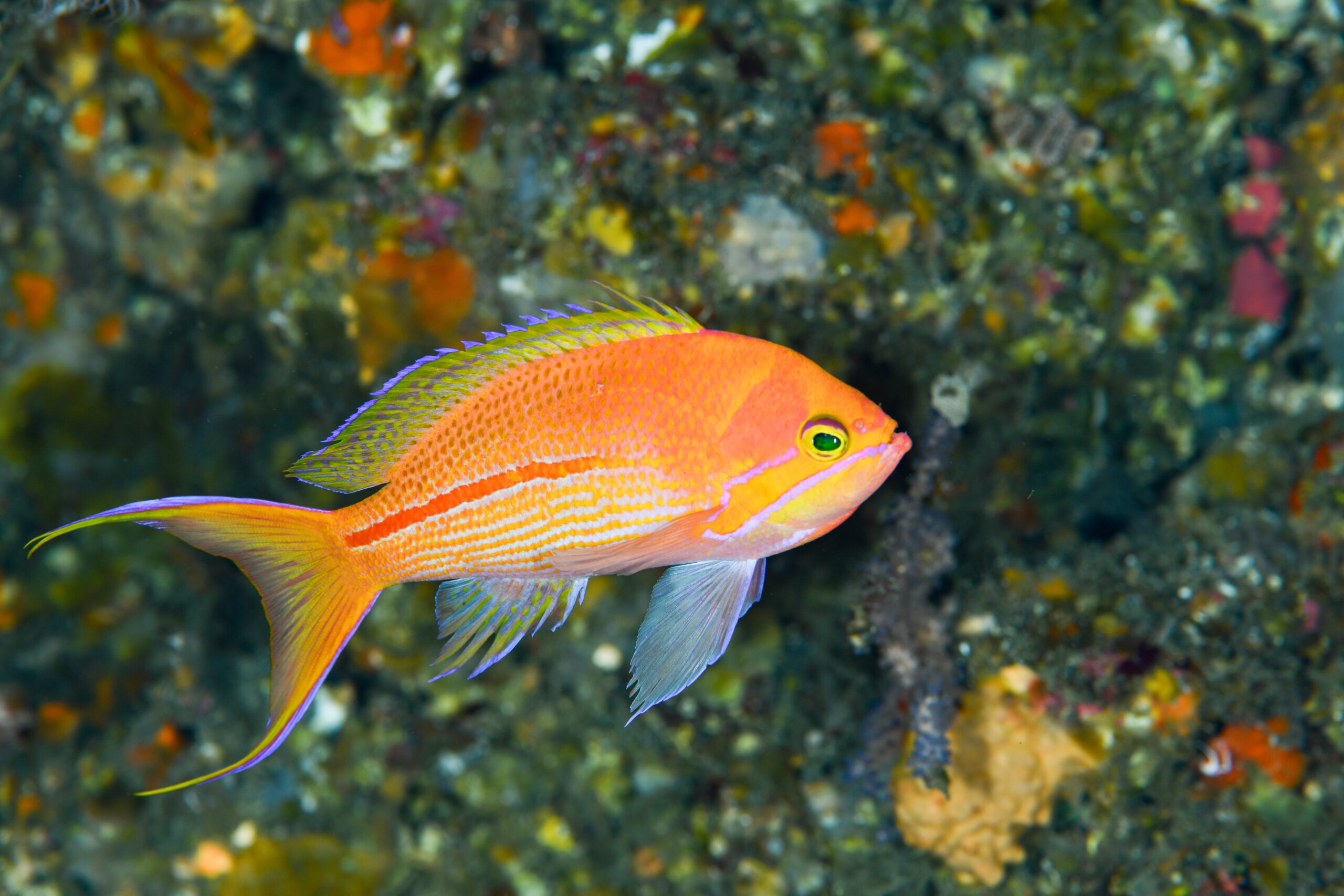 スジハナダイの婚姻色（Pseudanthias fasciatus）