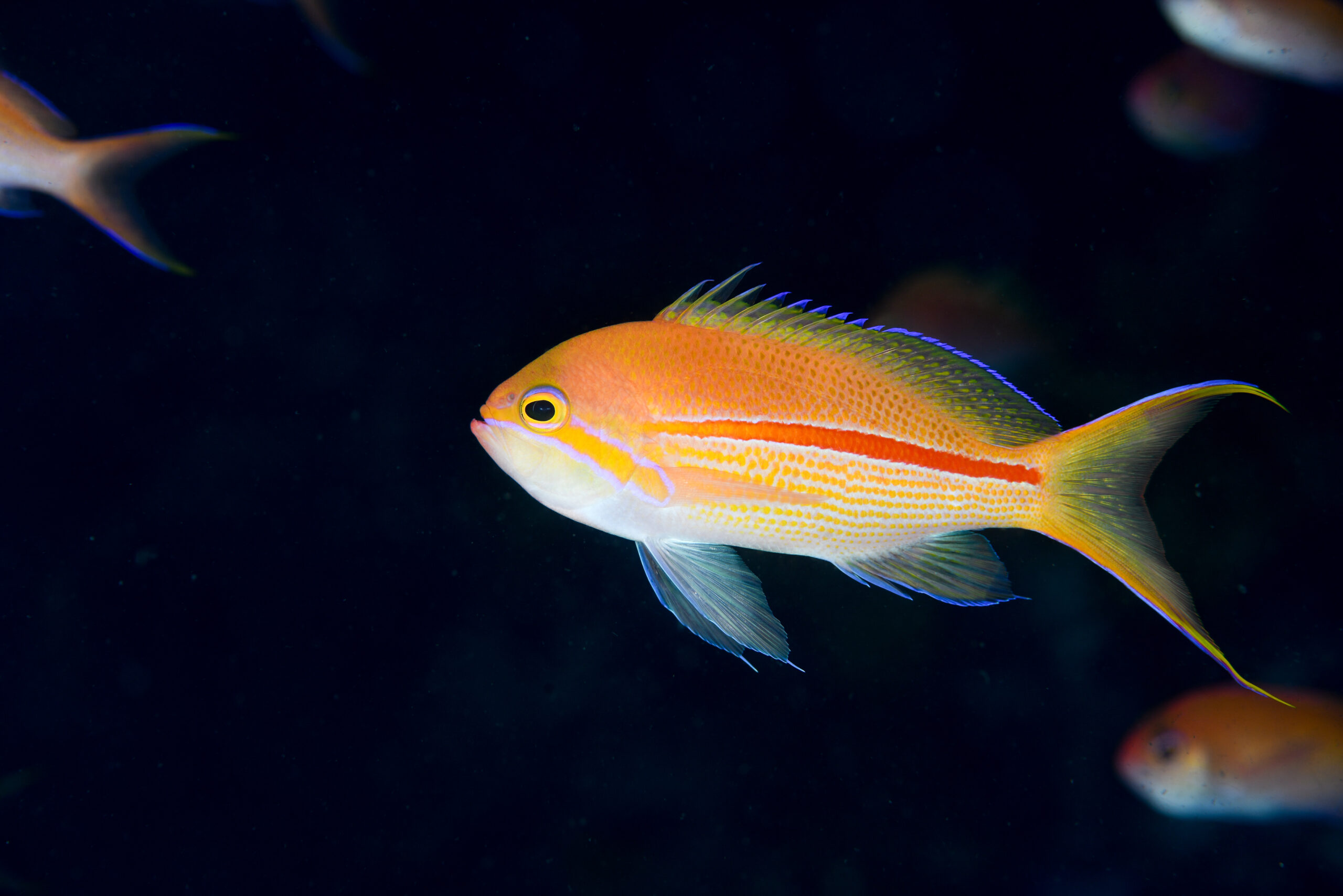 スジハナダイ（Pseudanthias fasciatus）
