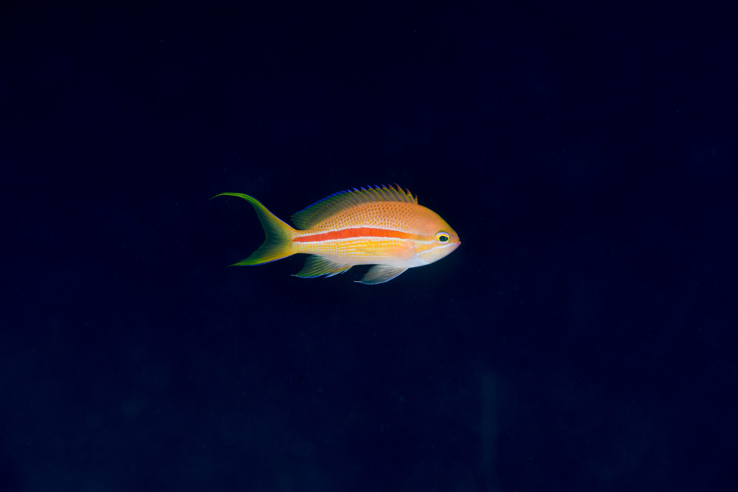 スジハナダイ（Pseudanthias fasciatus）