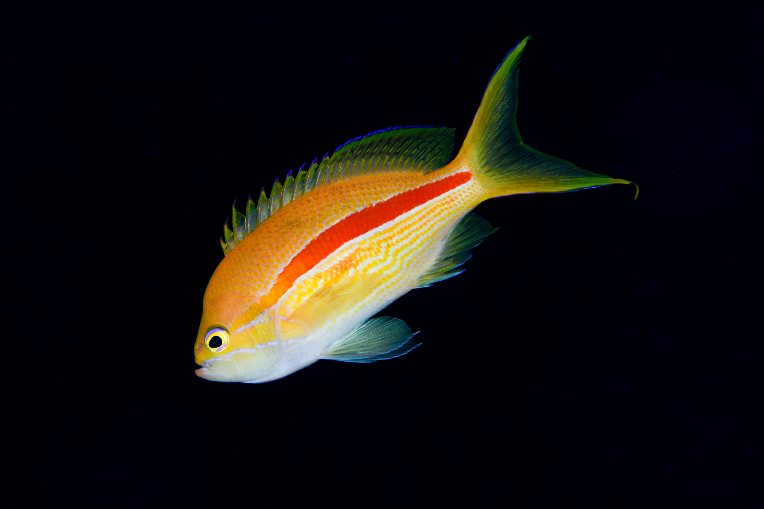 スジハナダイ（Pseudanthias fasciatus）
