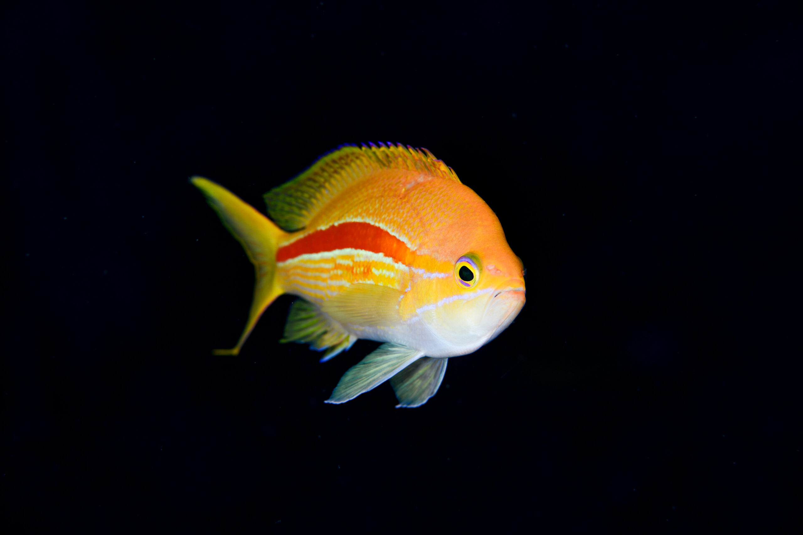 スジハナダイ（Pseudanthias fasciatus）