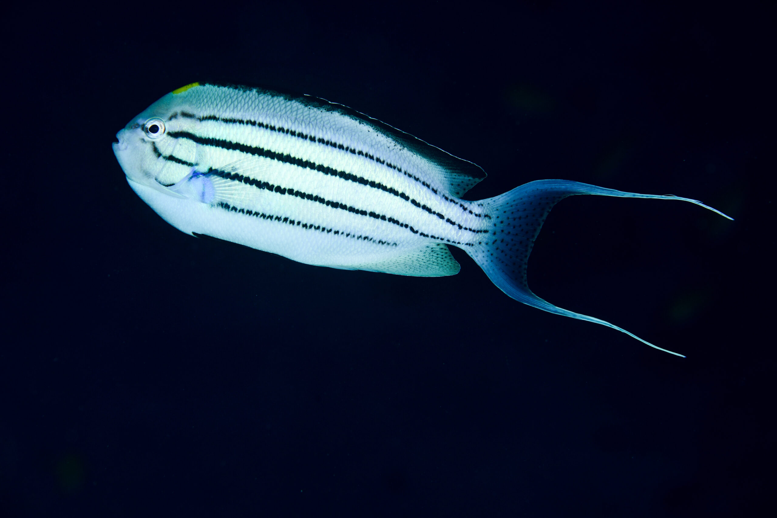 タテジマヤッコのオス