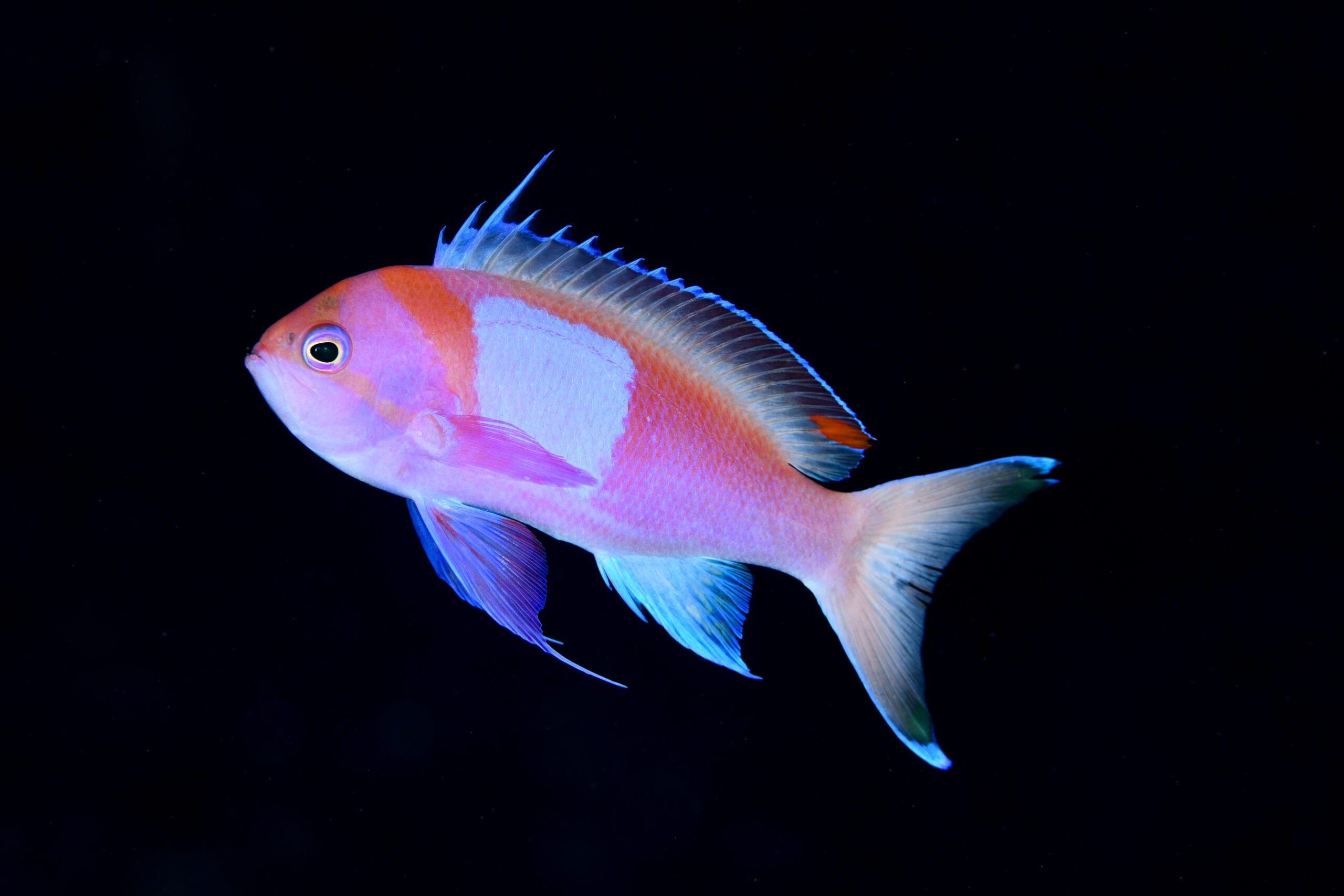 スミレナガハナダイのオス