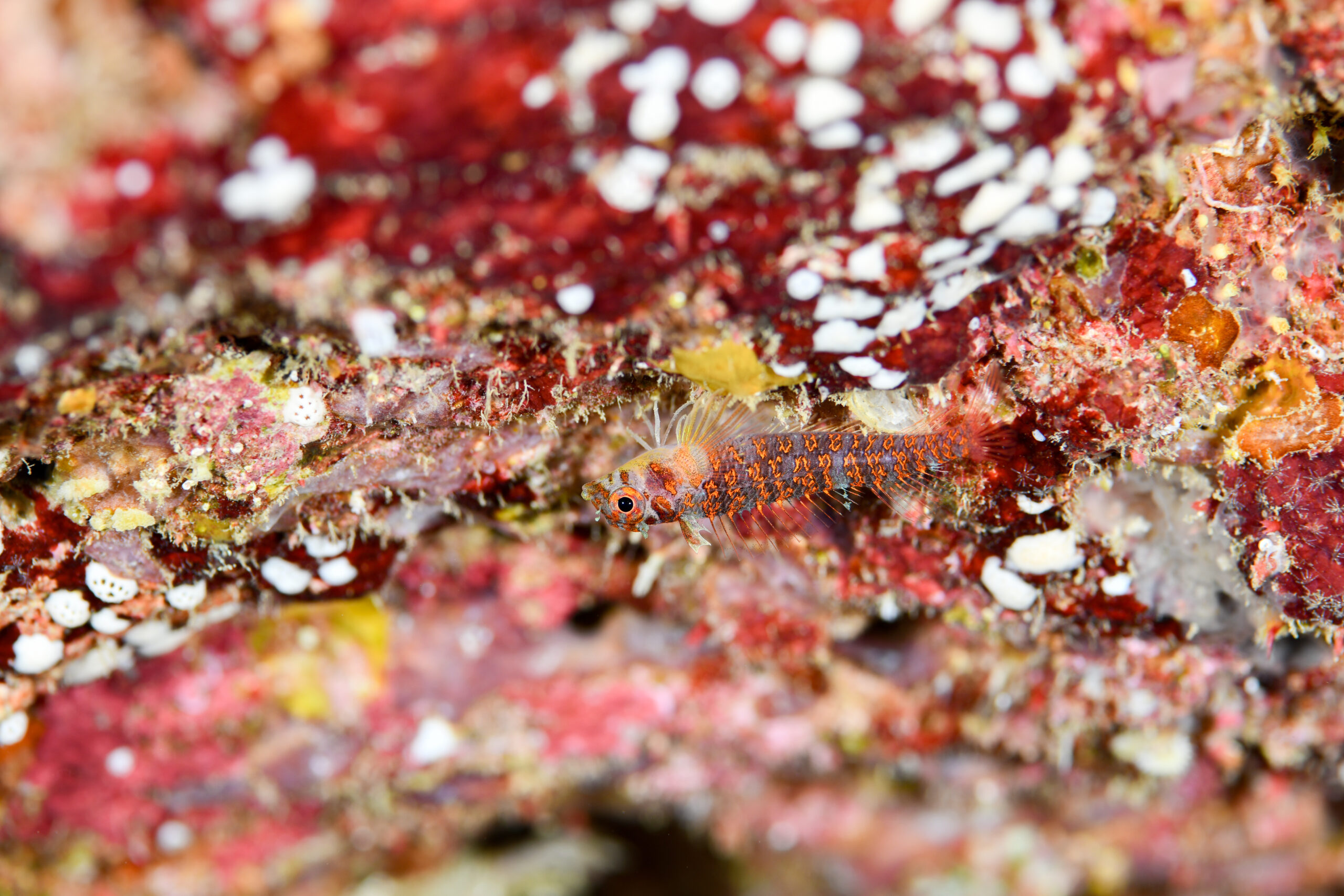 ミカンヘビギンポ